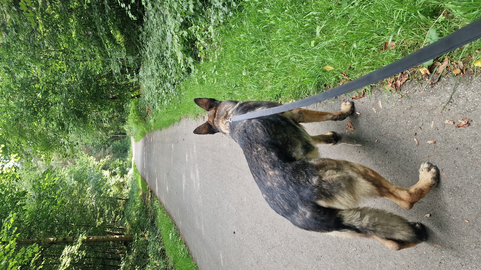 The media file shows a German Shepherd dog on a paved path through a wooded area. The dog is wearing a black leash. The path is bordered by lush green grass and dense trees with green foliage. The path recedes into the distance, suggesting a clear day with sunlight filtering through the trees. The setting appears to be a park or nature trail. The image is taken from a high angle, looking down at the dog and the path. The time of day appears to be daytime, with ample natural light. The overall mood is peaceful and serene, as the dog seems to be enjoying a walk. There is no visible text in the image.