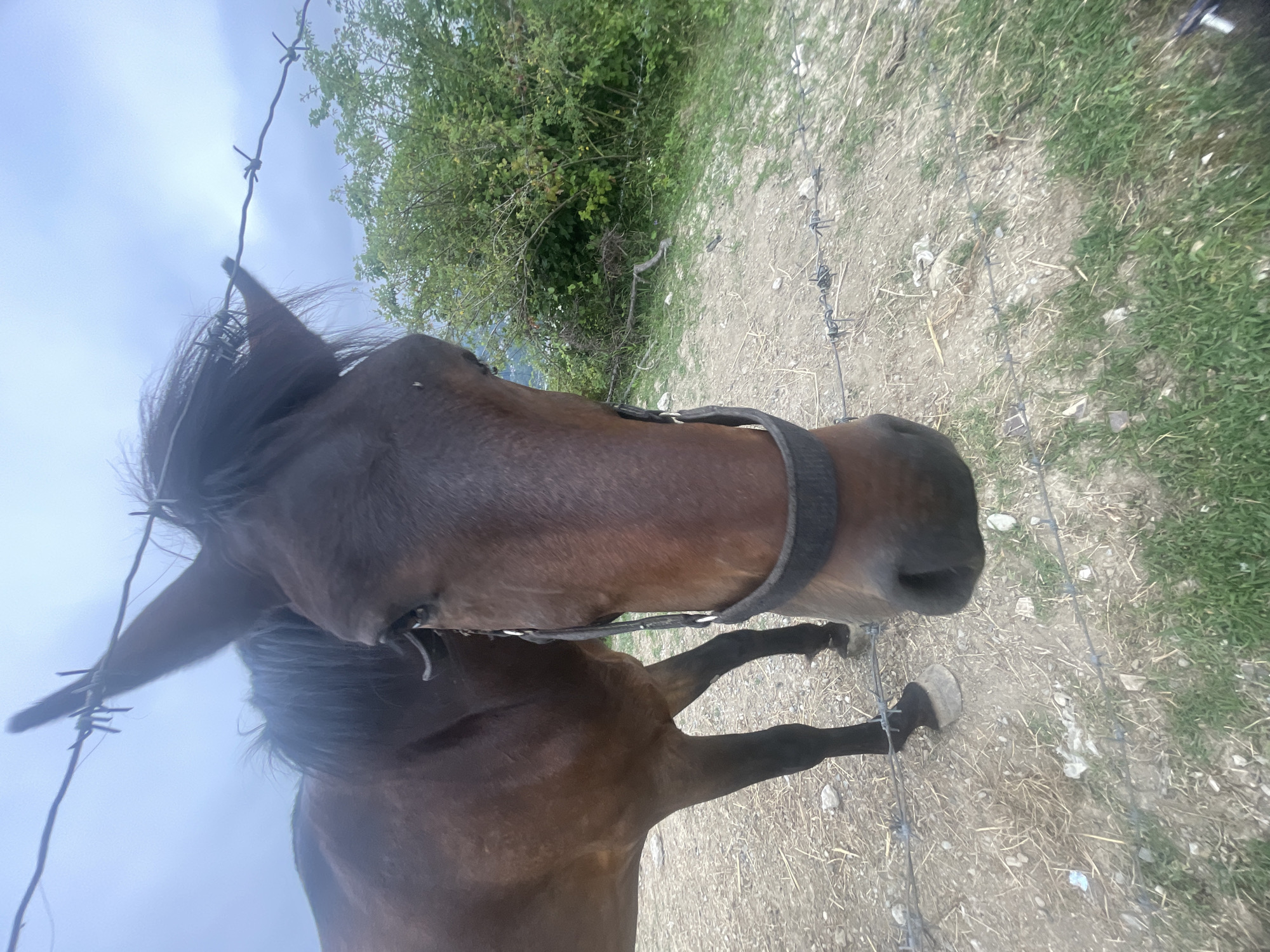 A close-up, low-angle shot shows a brown horse with a black bridle standing behind a barbed wire fence. The horse's head is angled towards the camera, its large eye visible. Its mane is dark and slightly windswept. The background consists of a cloudy sky, green foliage, and a dirt and gravel ground. The overall scene suggests an outdoor setting, possibly a field or paddock, with a rustic fence line. There are no discernible humans or specific landmarks to indicate a precise location within Baranovka, Russia. The image captures a moment of close proximity between the viewer and the animal.
