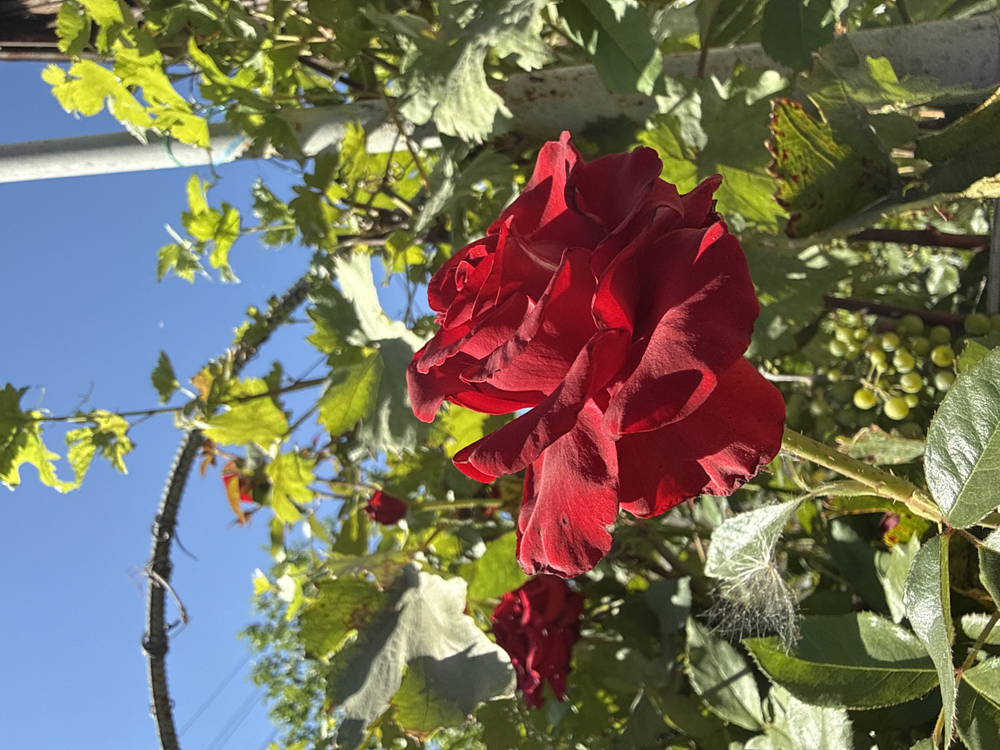 In Basarabeasca, Moldova, a vibrant red rose is in full bloom, its petals unfurling towards a clear blue sky. The rose is situated amidst lush green foliage, with some grape clusters visible in the background, suggesting a garden or vineyard setting. A thin strand of spiderweb is delicately suspended from a leaf, adding a touch of natural detail. A thin, grey pole stands vertically to the right, partially obscured by the leaves, and a metal wire structure arches across the upper left of the frame, possibly part of a trellis or fence. The scene is bathed in bright sunlight, casting distinct shadows and highlighting the textures of the rose and leaves.