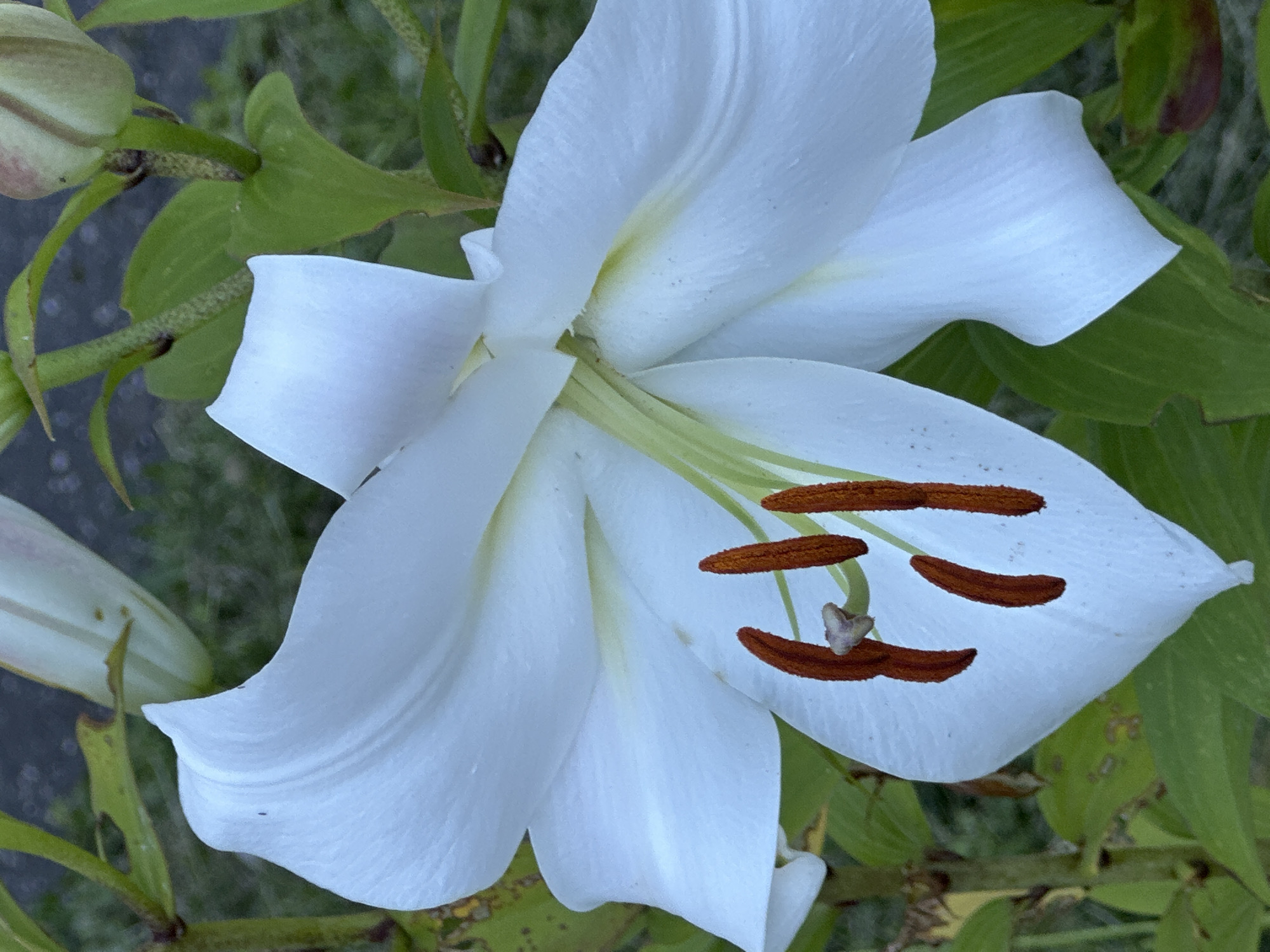 A close-up, eye-level, vertical shot captures a large, white lily flower in bloom. The flower's petals are a pristine white with subtle yellow accents towards the center. Several prominent, reddish-brown stamens with pollen are visible within the bloom. The lily is surrounded by lush green foliage and stems. In the background, a blurred view of what appears to be a garden or natural setting is visible, with hints of a dark, out-of-focus surface that could be soil or a path. There is no indication of people or any specific location within Podolsk, Russia, being depicted. The lighting suggests it may be overcast or late afternoon.