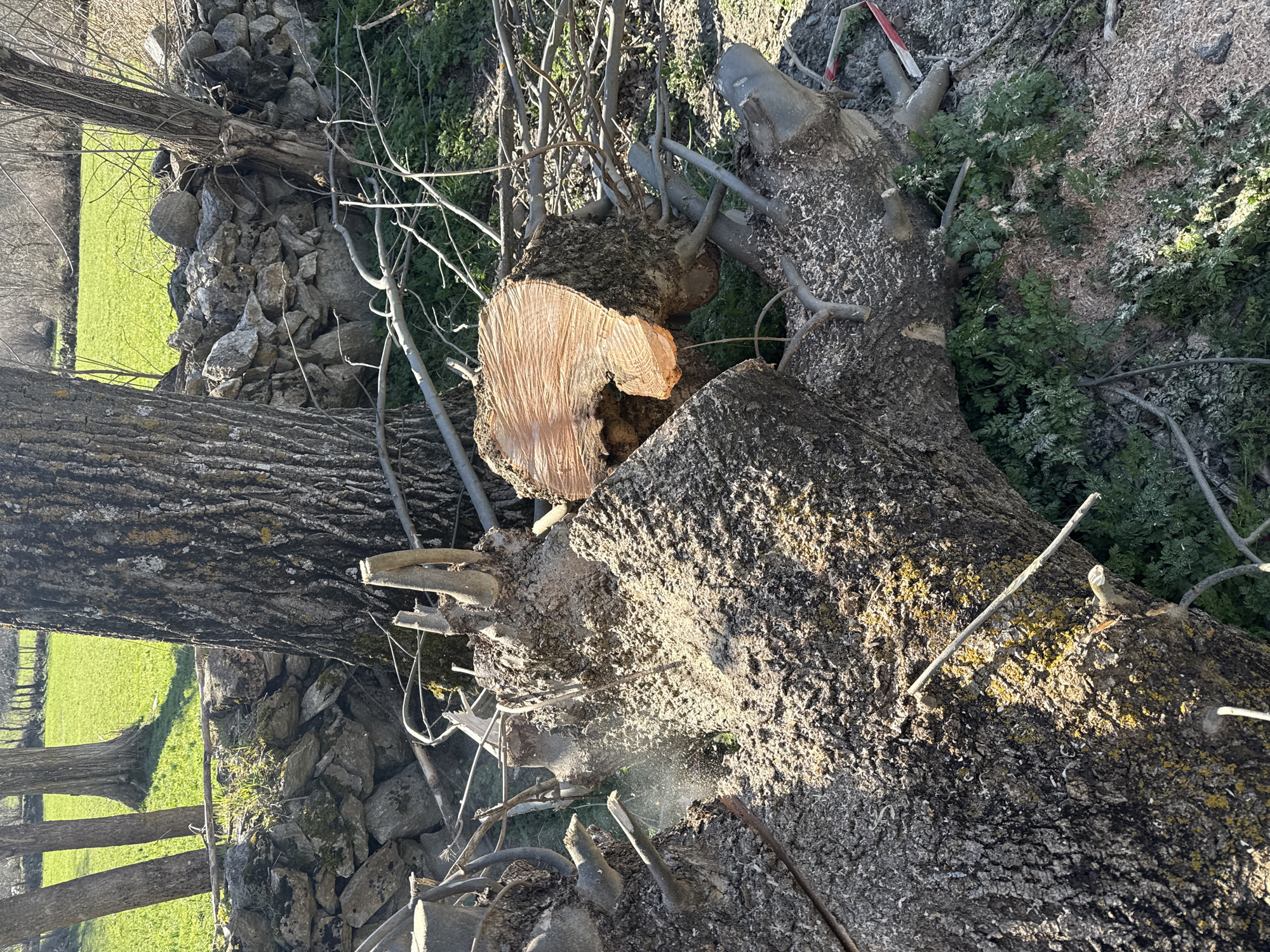 The image depicts a recently felled tree trunk in a rural environment. The sawn end of the trunk is prominently displayed, revealing the grain of the wood. Smaller branches and twigs are scattered around the trunk. A stone wall is visible in the background, suggesting the location is near a field or pasture. The presence of sawn wood and sawdust indicates recent tree-cutting activity. The location appears to be outdoors during daylight. Although the question asks for Benasque, Spain, there is nothing in the picture to connect it to that location.