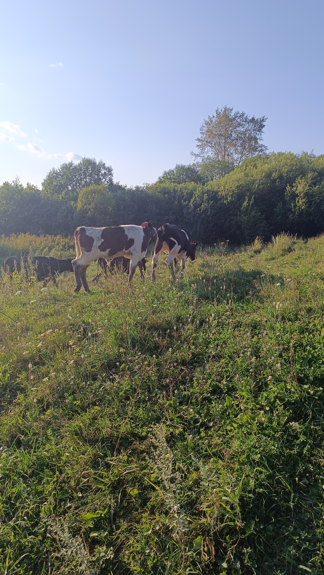 A pastoral scene unfolds under a clear blue sky, with a few wispy clouds. The foreground is dominated by a lush green meadow dotted with wildflowers and tall grasses, bathed in the warm, golden light of what appears to be late afternoon. In the middle ground, several cows are grazing peacefully. Two cows, one predominantly white with brown patches and the other black and white, stand in the center, facing away from the camera. Behind them, other cattle are visible, some grazing, others moving through the field. The background features a dense line of green trees and foliage, with a single, slightly sparser tree standing out against the sky. The overall impression is one of serene, rural tranquility.