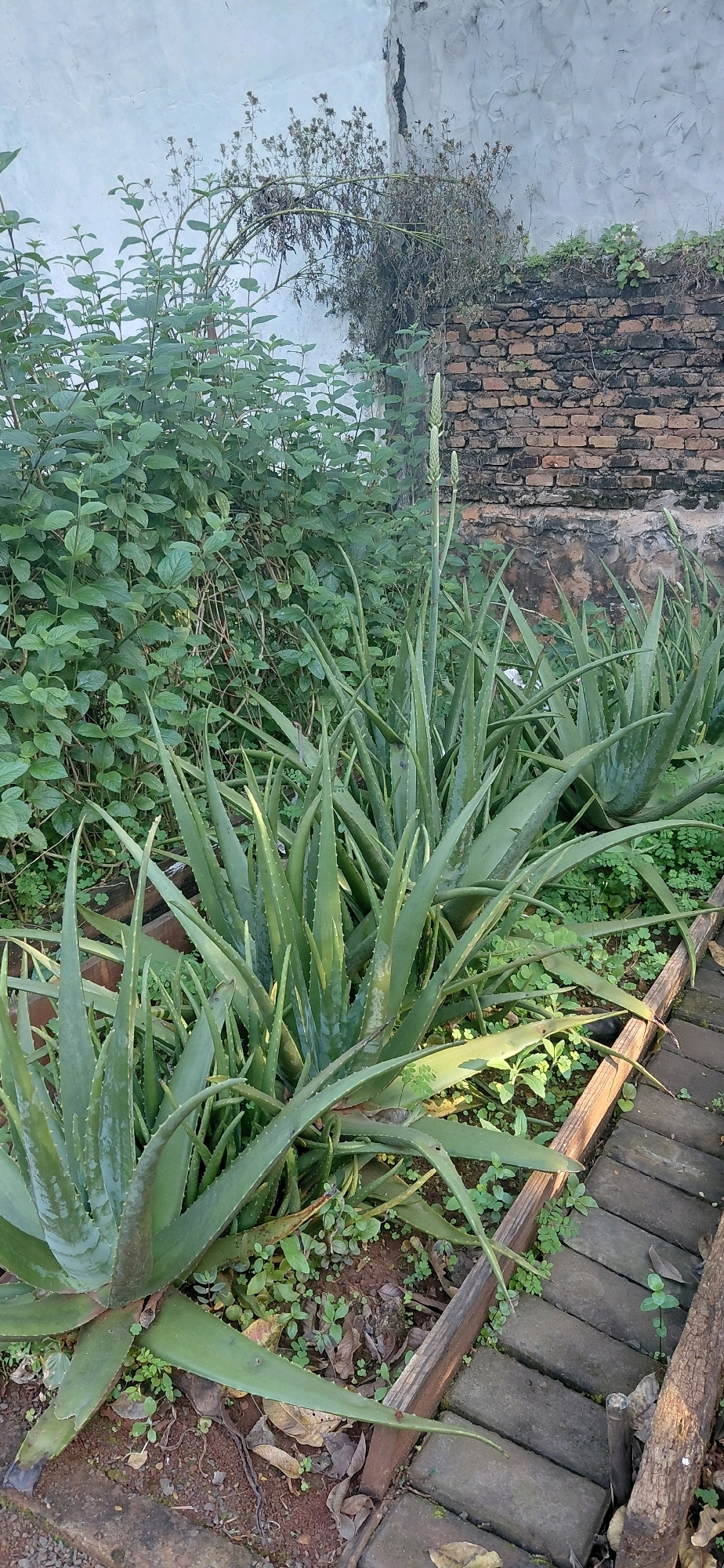 In Presidente Franco, Paraguay, an outdoor scene features a lush garden with several aloe vera plants in the foreground. One aloe vera plant is prominent in the lower left, with broad, fleshy, green leaves. Behind it, a cluster of aloe vera plants extends towards the right, some with tall flower stalks reaching upwards, topped with immature flower buds. The plants are situated on reddish-brown soil with scattered dry leaves and small green ground cover. To the right, a rustic pathway constructed from weathered wooden planks and rectangular grey bricks runs diagonally into the background. Behind the aloe vera plants, a dense patch of leafy green bushes forms a backdrop. Further back, a brick wall, partially weathered and stained, is visible. Above the wall, a pale, textured wall with a vertical crack is present, with dry, thorny branches extending from it, some appearing to be dead or dormant. The overall environment suggests an uncultivated or naturally managed garden space. There are no people or animals visible in the image.