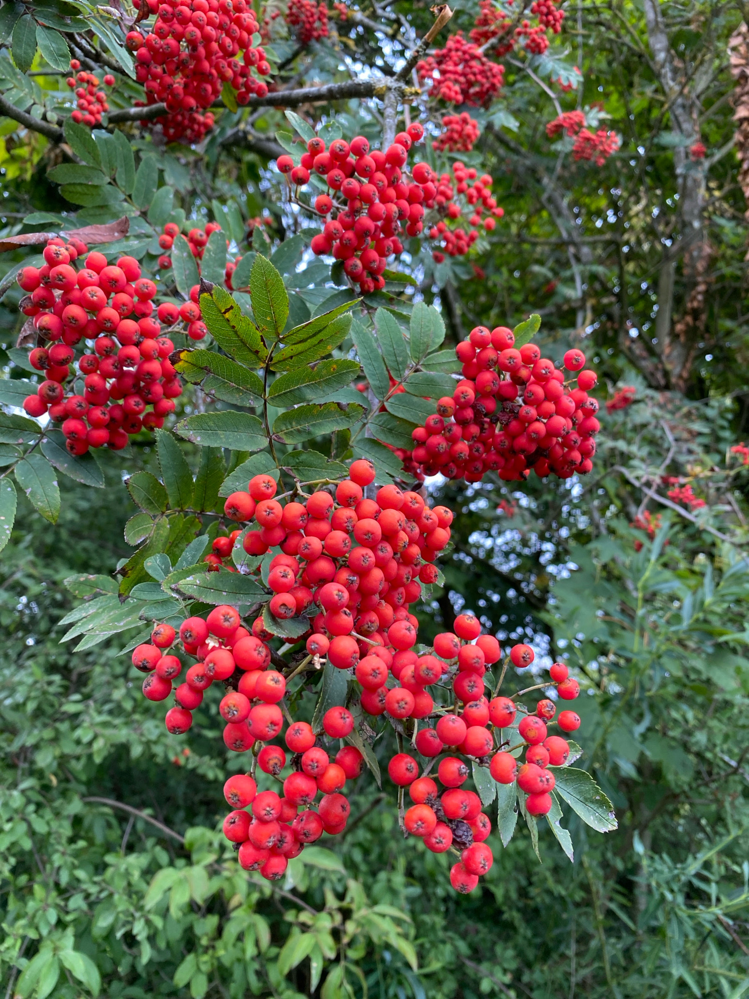 A close-up, eye-level shot focuses on clusters of bright red rowan berries (Sorbus aucuparia) hanging from branches, interspersed with green, serrated leaves. The berries are small, round, and have a slightly glossy surface, some showing a small, dark calyx at the top. The background is a soft, blurred tapestry of green foliage and tree branches, with patches of bright sky visible through the leaves. The overall impression is of a lush, natural setting, likely an outdoor environment such as a park or garden, possibly in a rural area or a town like Rott, Germany, given the mention of the location. The lighting suggests it is daytime, with natural light illuminating the scene. No people or animals are visible. The composition emphasizes the vibrant color and texture of the berries against the softer greens of the surrounding vegetation.