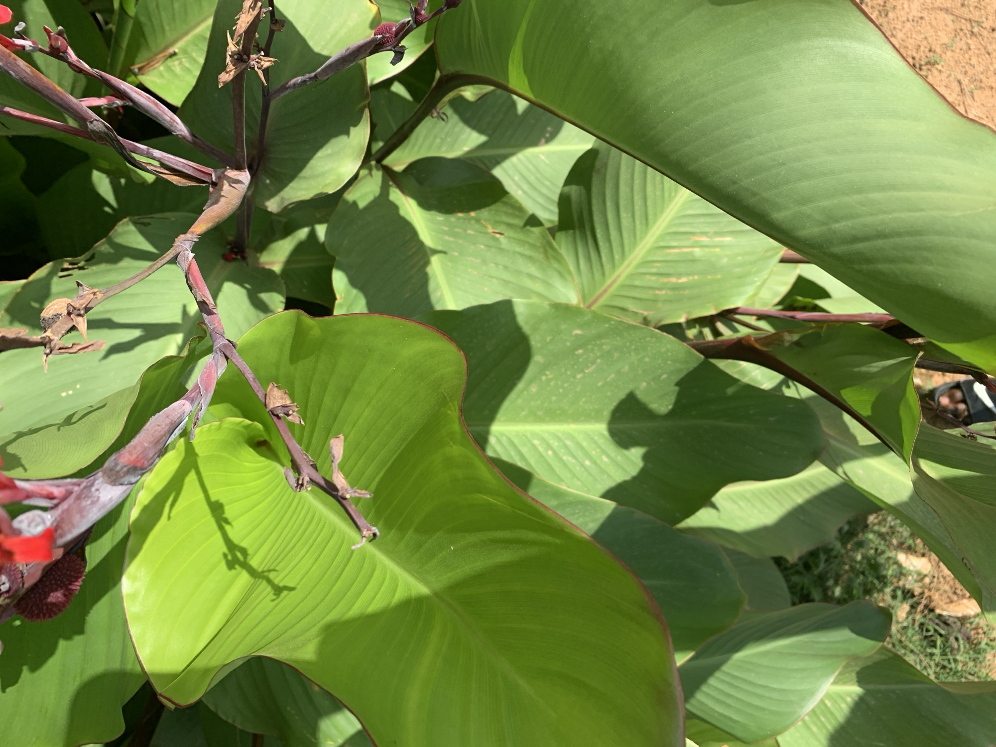 The image shows a close-up view of a lush green plant with large, ribbed leaves and dark reddish-brown stems. Some of the leaves have a reddish border. The plant is illuminated by sunlight, creating shadows on the leaves. The background shows some bare earth with sparse vegetation. The location is Rafin Par, Nigeria. There are no visible people in the image.