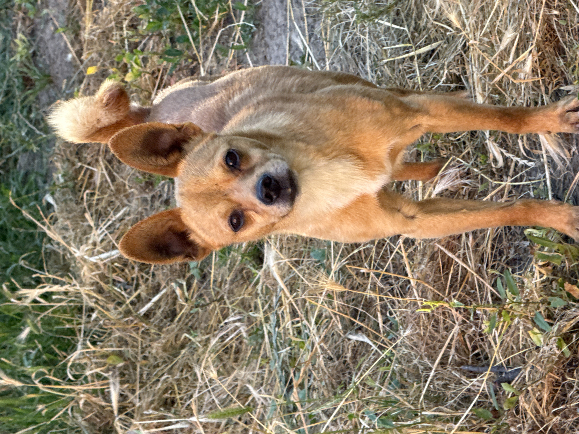 A tan Chihuahua mix dog stands facing the camera in a field of dry grass and green weeds. The dog has large, alert ears and its tail is curled up over its back. The background is a blur of greenery and dry vegetation, suggesting an outdoor, rural setting. The image was taken in the city of Slavyani, Bulgaria.