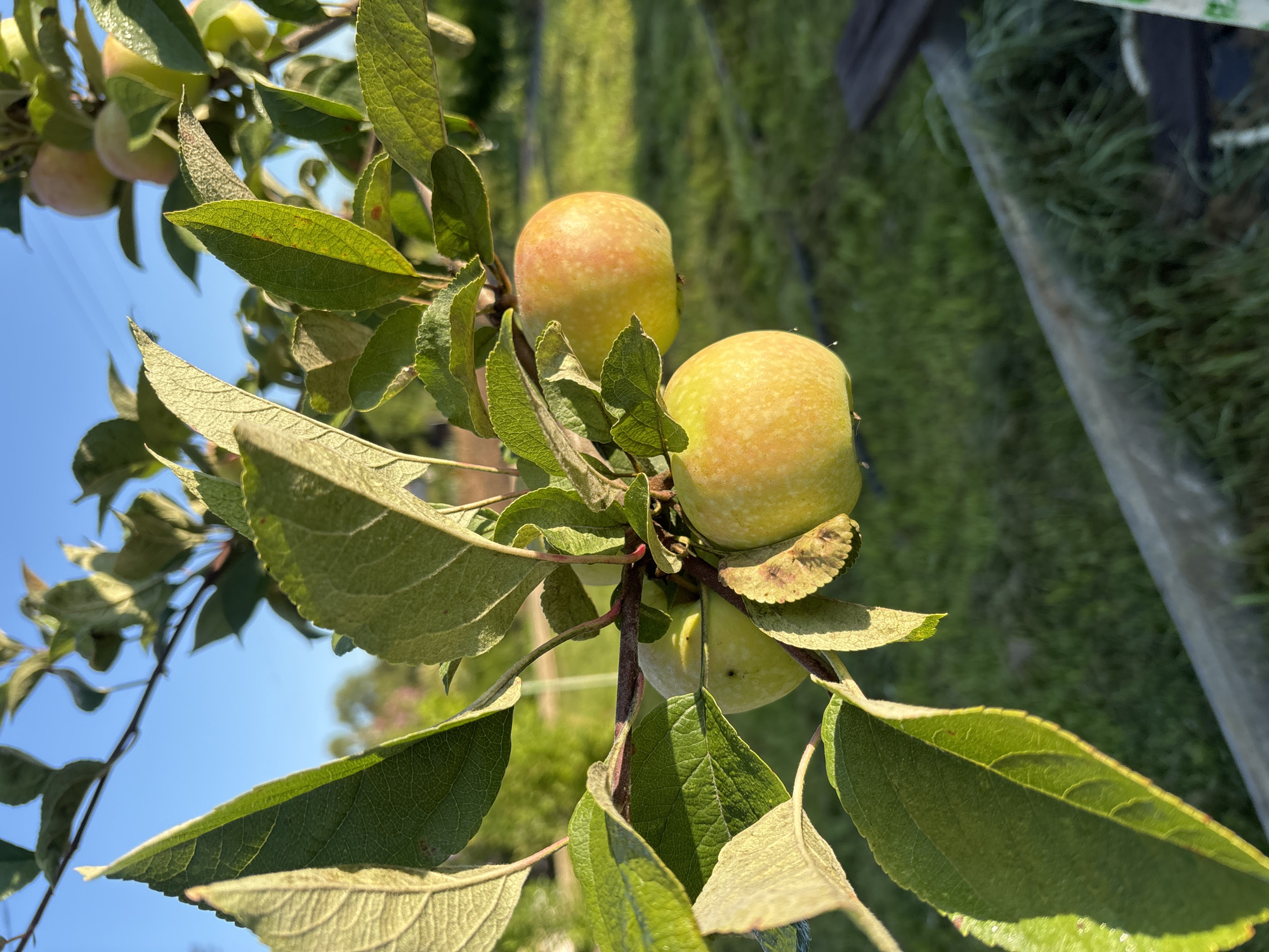 A close-up shot captures a branch of an apple tree laden with ripe apples. The apples, predominantly yellow with hints of red blush, hang amidst lush green leaves. The sunlight filters through the leaves, casting dappled shadows and highlighting the dew droplets clinging to the fruit and foliage. In the background, a blur of green grass and a hint of a wooden structure suggest an outdoor setting, possibly a garden or orchard in the village of Semibratovo, Russia. The sky above is a clear, vibrant blue.