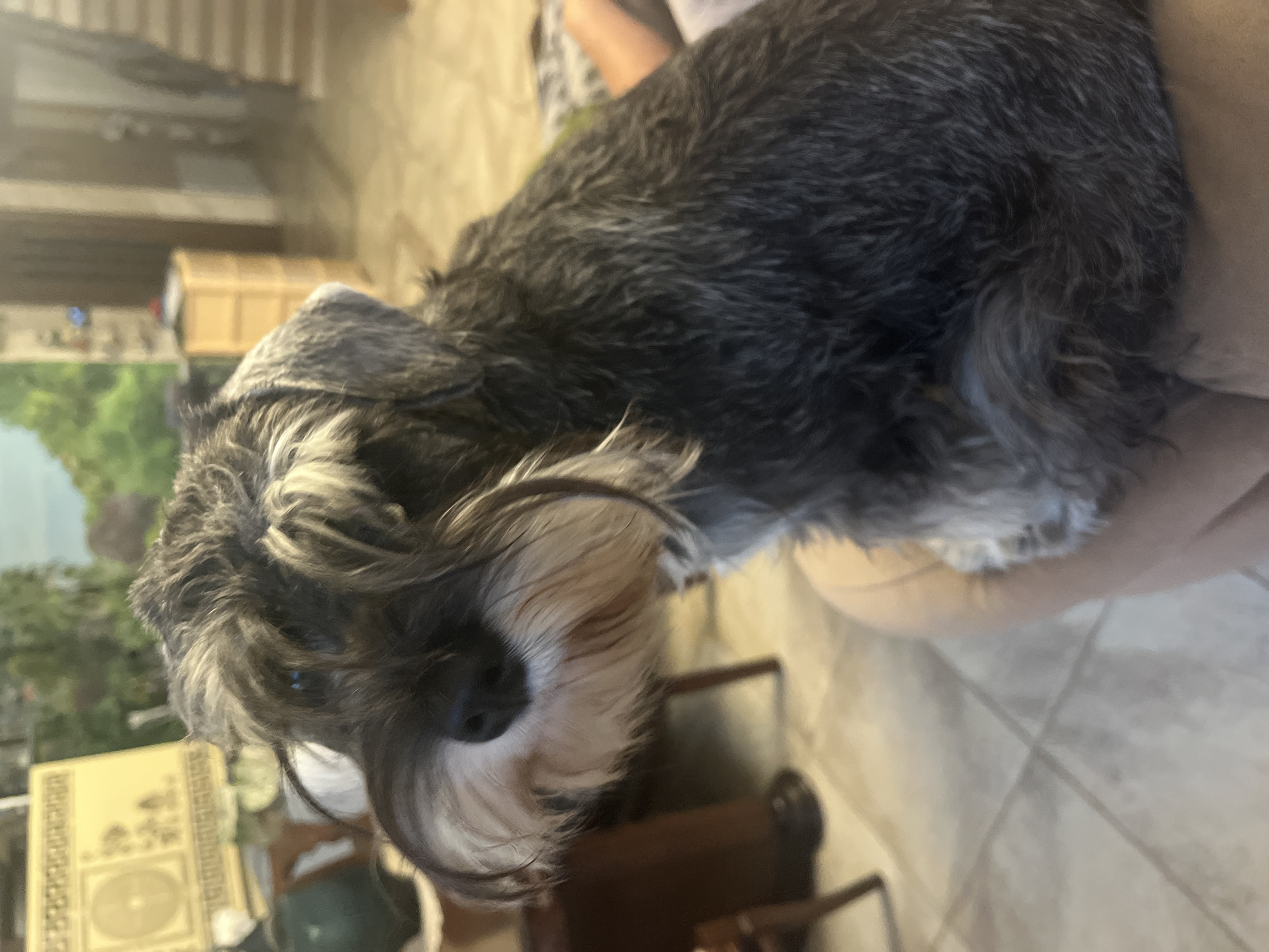 A schnauzer dog is sitting in the foreground of the image. The dog has a black and white coat and a distinctive beard. The background of the image is blurred but appears to be an indoor setting, possibly a living room, with a tiled floor and furniture. The image is taken from a slightly low angle, focusing on the dog. The location in the city of Vladimirovka, Russia is not ascertainable from the image.