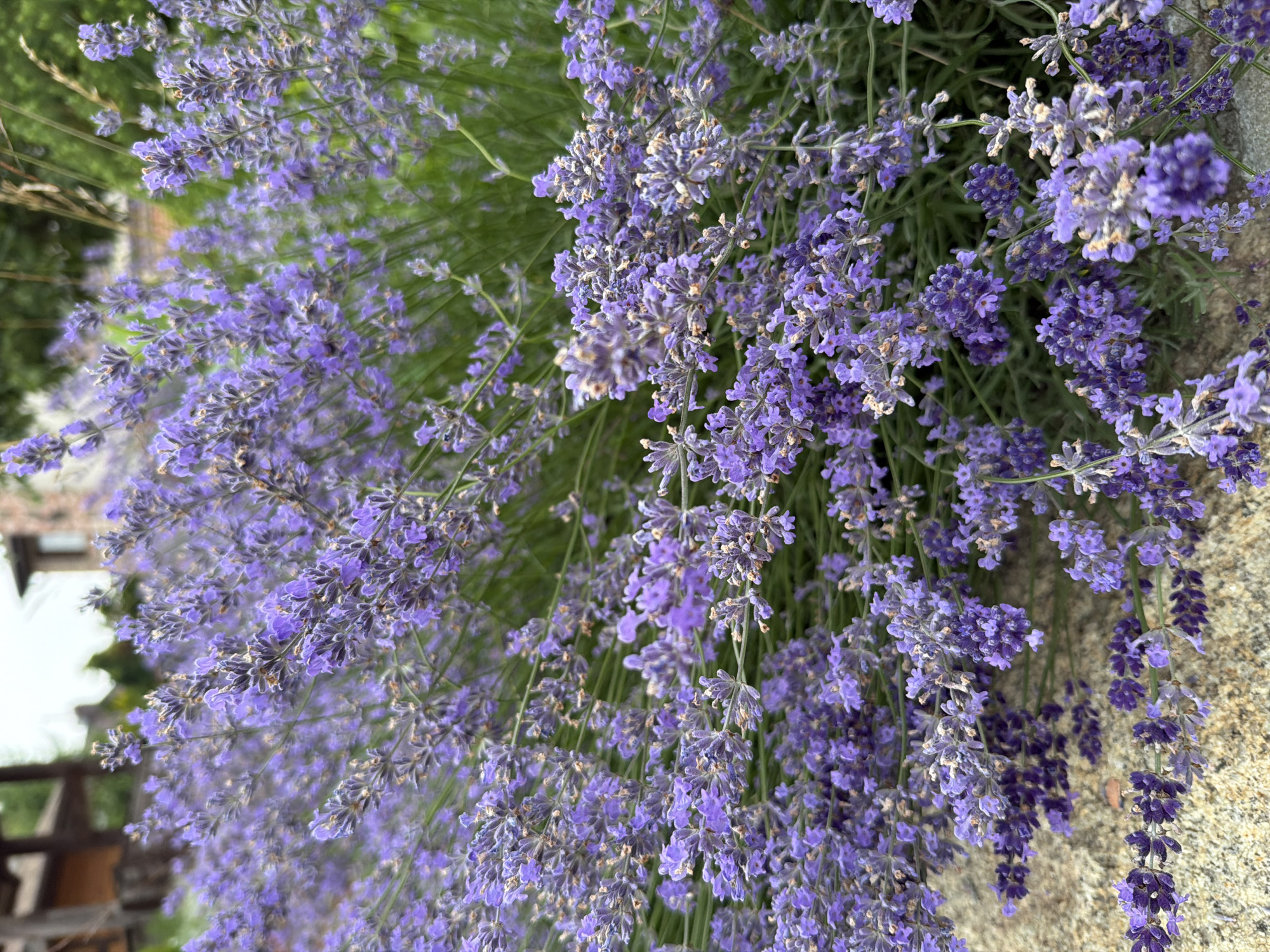 The image shows a close-up view of a large bush of blooming lavender flowers. The lavender is a vibrant purple color with slender green stems and leaves. The flowers are clustered in spikes, and some of the individual florets are clearly visible. In the background, out of focus, there are hints of structures that appear to be buildings made of stone and wood, possibly a house or an outbuilding, with some greenery also visible. The ground in the foreground is textured, appearing to be a stone or concrete surface. The lighting suggests it is daytime, with soft natural light illuminating the scene. The image is taken at ground level, focusing on the lavender plants. The location is described as the city of Дорожный, Russia.
