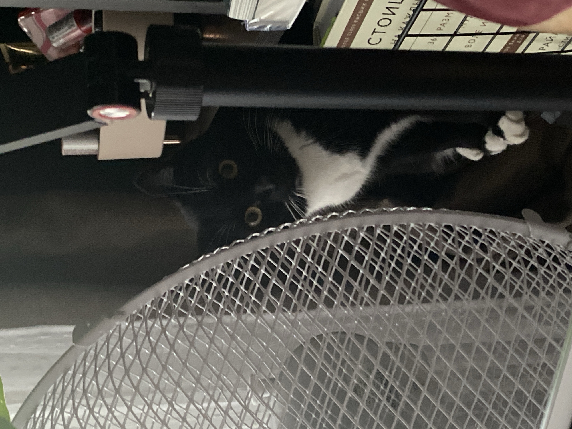 A black and white cat is partially visible under a desk. The cat's face and paws are visible, with the rest of its body obscured by the desk's structure and a wire basket. The environment is cluttered, with books and office supplies visible on the desk. There is no indication of the image's location being in Chaikovsky, Russia.