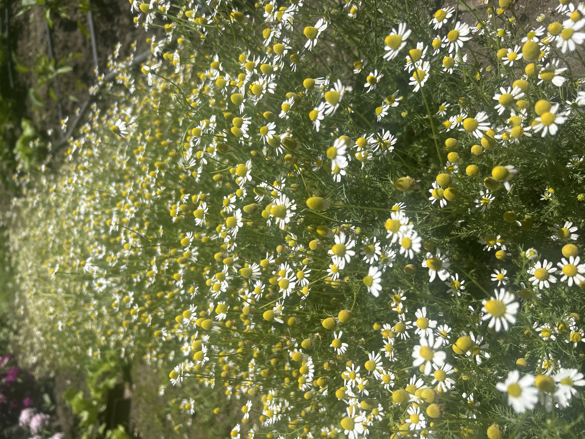 The image displays a dense field of flowering chamomile plants in Gorsko Ablanovo, Bulgaria, under bright daylight conditions. The foreground and midground are filled with numerous small plants, each bearing delicate white petals surrounding prominent, domed yellow centers. The foliage is green and finely divided. In the blurred background to the left, out-of-focus green leaves and hints of purple-pink blossoms suggest an adjacent garden area. To the right, darker soil and a black drip irrigation line are visible, indicating a cultivated agricultural plot. No individuals or specific actions are depicted.