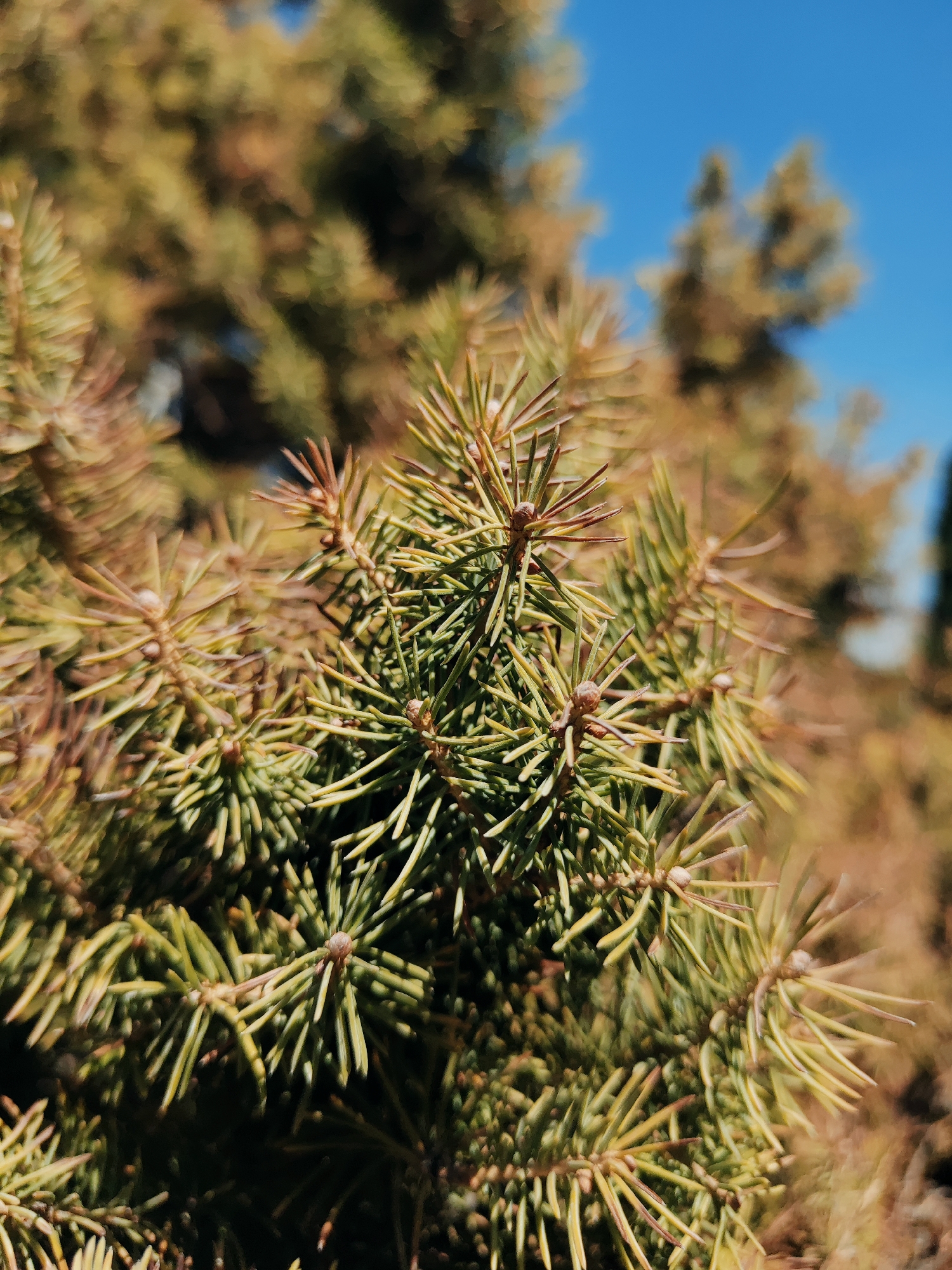 A close-up, eye-level, outdoor shot focuses on the needles of a coniferous tree. The needles are primarily green with some lighter, yellowish-brown tips, giving them a somewhat dry or sun-bleached appearance. They are densely packed, with sharp points radiating outwards from small buds. The foreground is sharp and detailed, while the background is blurred with warm, autumnal tones of brown and yellow, suggesting dry foliage or earth. A clear, bright blue sky is visible in the upper right portion of the frame, indicating a sunny day. No people or animals are present. The scene is a detail of natural flora. Given the commonality of coniferous trees in urban landscaping and parks, this image could have been taken in any number of green spaces within Tashkent, Uzbekistan, such as the Botanical Garden, Istiqlol Park, or even a residential area with well-maintained gardens.