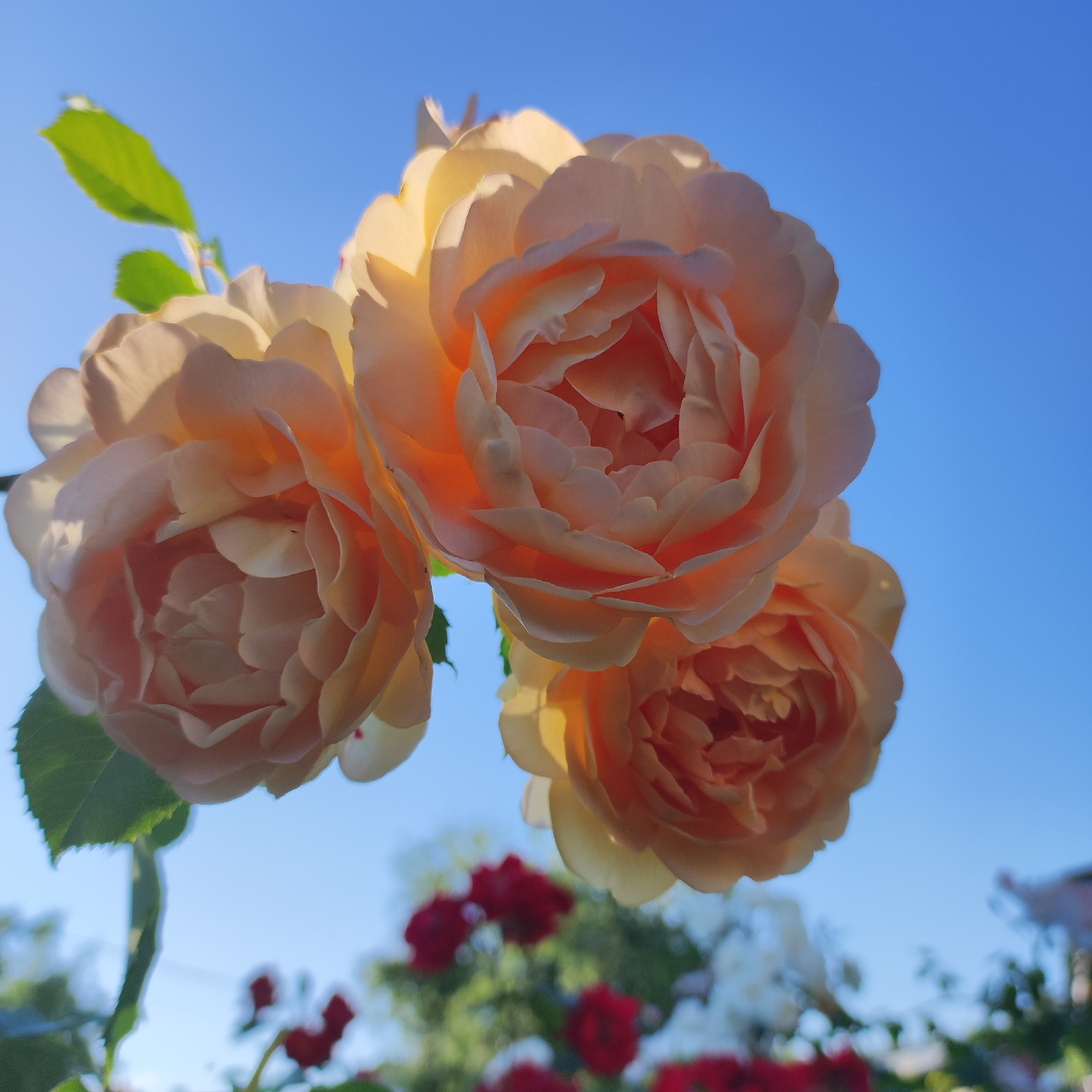 This is a close-up, low-angle shot of three peach-colored roses against a clear blue sky. The roses are clustered together and appear to be fully bloomed, with many delicate petals. Sunlight catches the edges of the petals, creating a warm glow and highlighting their texture. Two green leaves are visible in the upper left corner, and a blurred background shows other flowers, including red roses, and greenery. The image was captured in Navoloki, Russia.