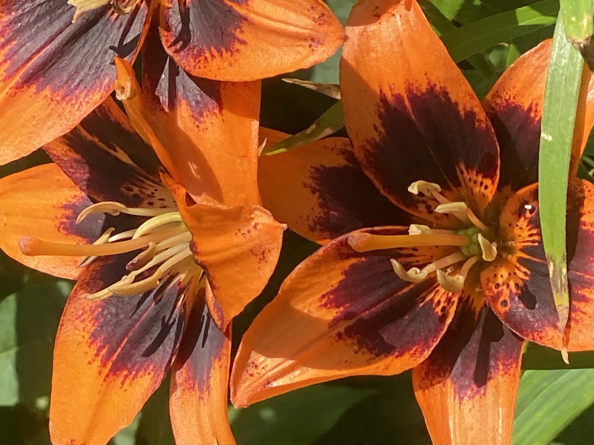 This is a close-up photograph of several orange lily flowers with dark maroon markings. The flowers are in focus, and the background is blurred green foliage. The image does not contain any discernible information that would allow for the determination of its location in Novokuznetsk, Russia, or any other specific geographical location.