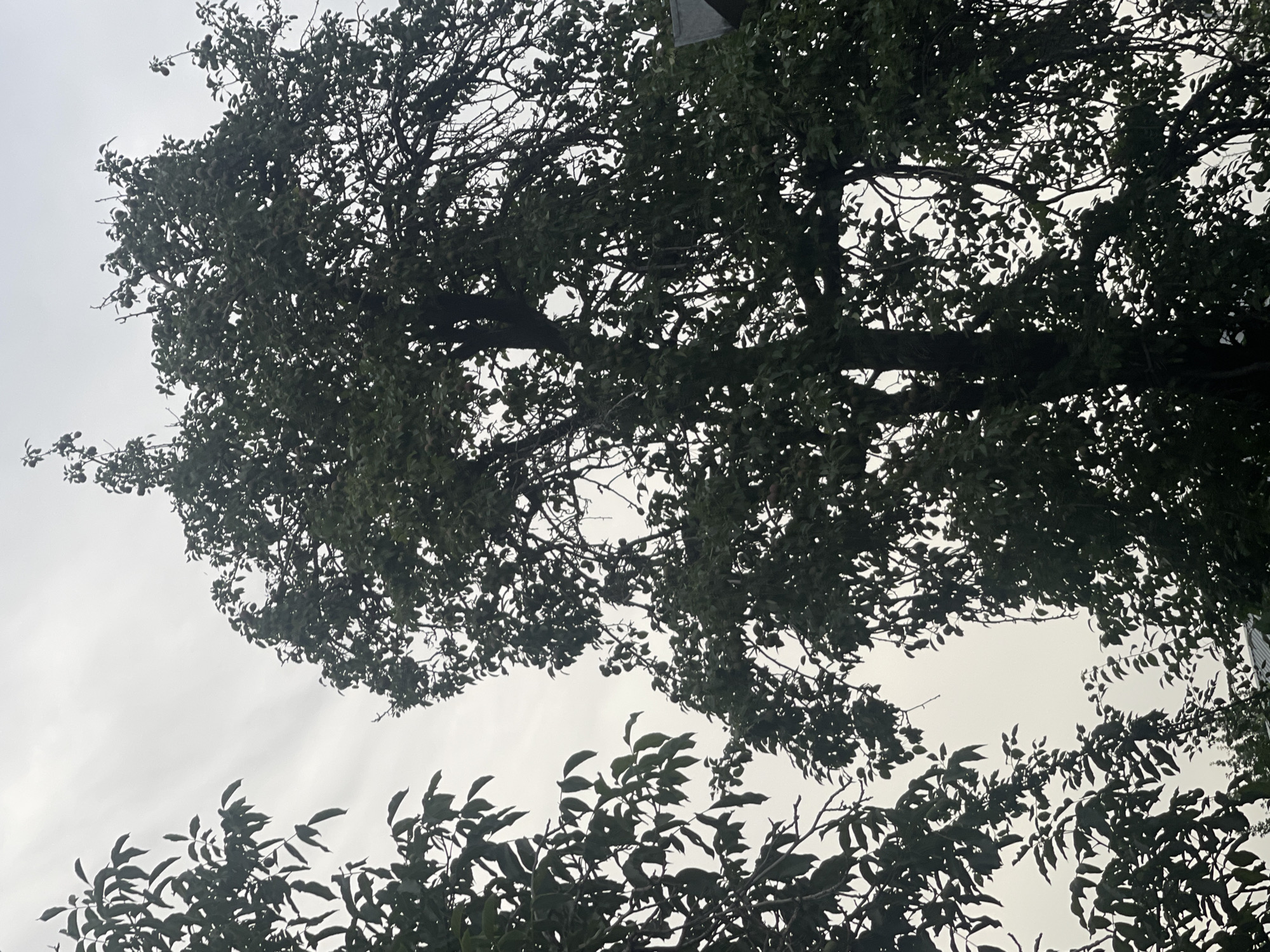 The media file shows a view looking up through the branches and dark green leaves of two trees against a hazy, overcast sky. The trees are dense with foliage, creating a canopy that obscures much of the sky. The lower portion of the image contains a more distinct section of leaves and branches from a separate tree, also silhouetted against the bright sky. The overall impression is of a cloudy day with limited sunlight filtering through the leaves. There is no visible text. The location context is Bishkek City, Kyrgyzstan, which might suggest a temperate climate with seasonal foliage. The composition creates a sense of looking upwards from beneath the trees, with the sky serving as a backdrop to the organic shapes of the branches and leaves.