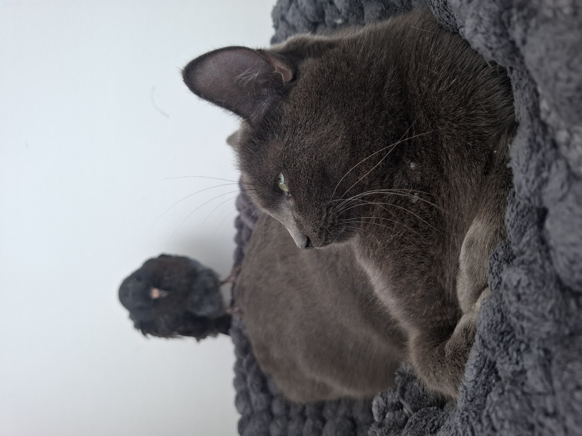 A gray cat lies on a plush gray bed, facing right, with its paws tucked. Behind the cat, a small, dark, fluffy bird with its head down is perched. The background is a plain white wall. The scene is indoors, with no indication of a specific city or location.