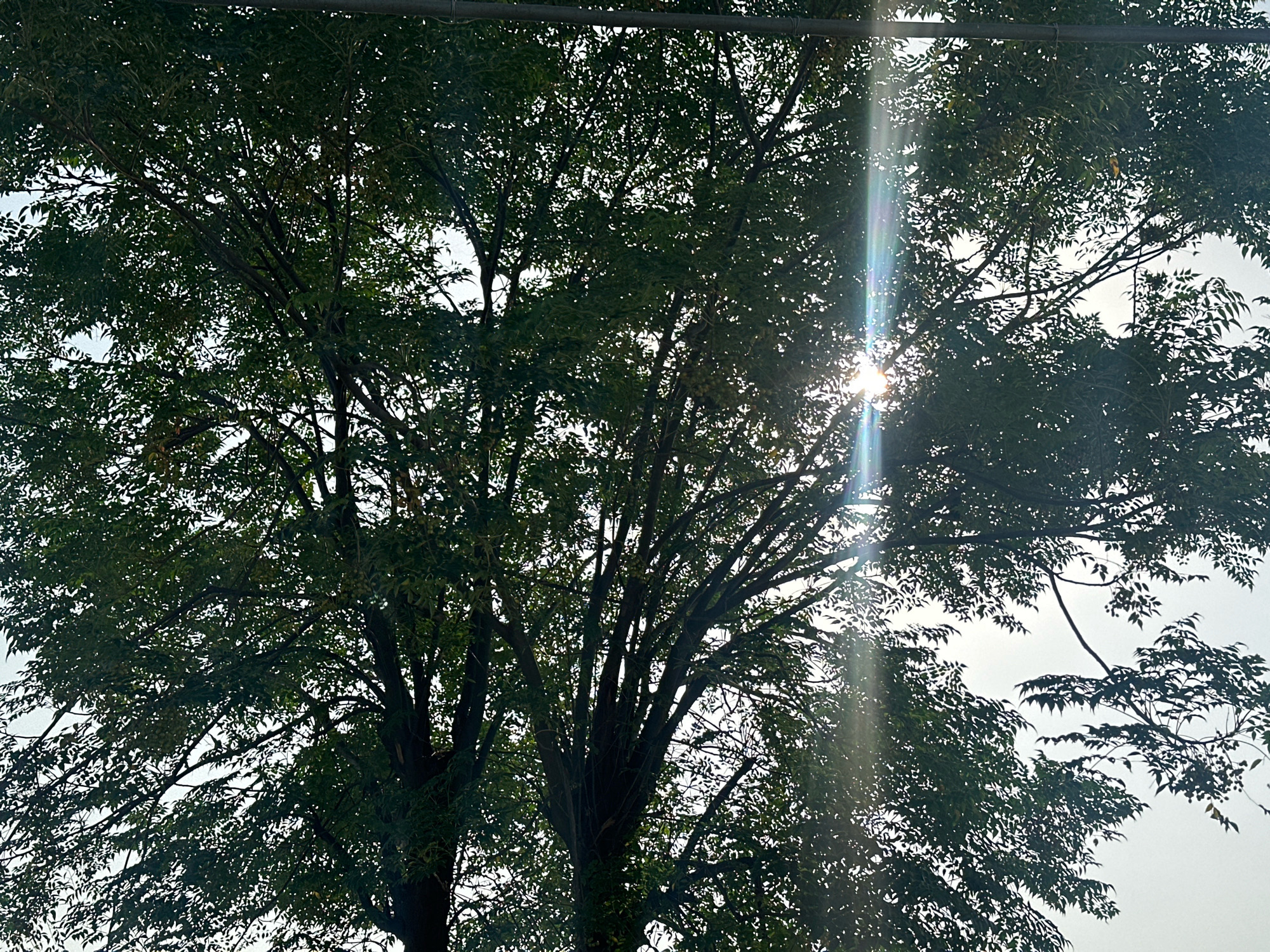The image captures a close-up, low-angle view of the dense foliage of a large tree, silhouetted against a bright, overcast sky. The sun's rays are piercing through the leaves and branches, creating strong lens flare effects, particularly on the right side of the frame. The branches are dark and gnarled, with a multitude of small, green leaves forming a thick canopy. In the upper portion of the image, a dark, horizontal object, likely a power line or utility pole, stretches across the frame, partially obscured by the leaves. The overall impression is of a vibrant, living tree in an urban or suburban setting, with the harsh sunlight highlighting its intricate structure and the density of its leaves. The image is undated and unlocalized, but the prompt requests it be described as if it were in Taharpur, India.