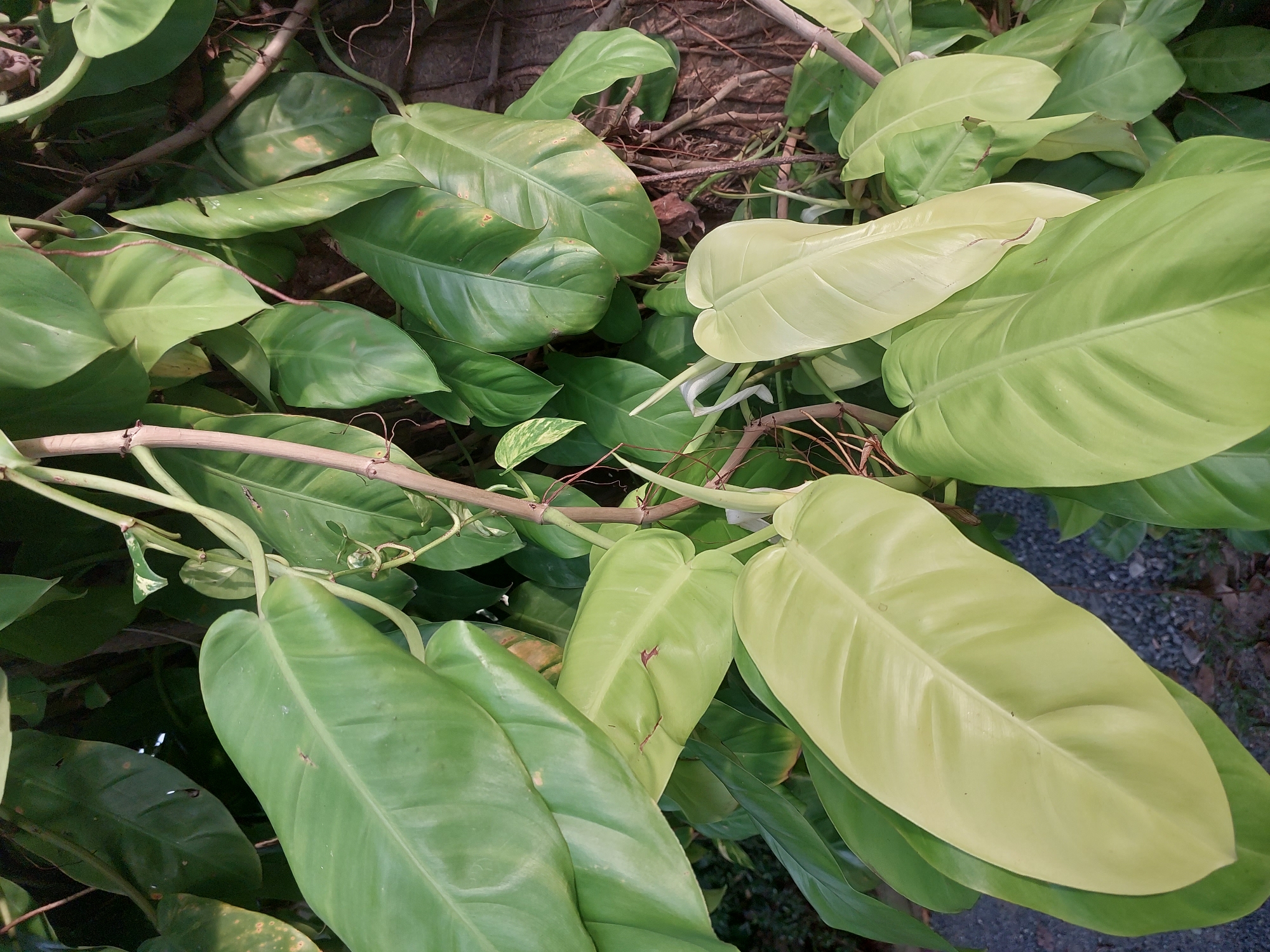 The image shows a close-up view of lush green foliage, likely a tropical plant with large, heart-shaped leaves. The leaves vary in color from a deep emerald green to a lighter, almost yellowish-green, suggesting different stages of growth or light exposure. Some leaves have a waxy sheen, and others show subtle veins. The plant appears to be growing in a dense, natural setting, with glimpses of twigs, dried leaves, and possibly soil in the background. The lighting suggests it is daytime, with dappled sunlight illuminating parts of the leaves. There is no text visible in the image. The scene evokes a sense of abundant plant life and natural growth, consistent with a tropical environment like Baan Mae Nam, Thailand.