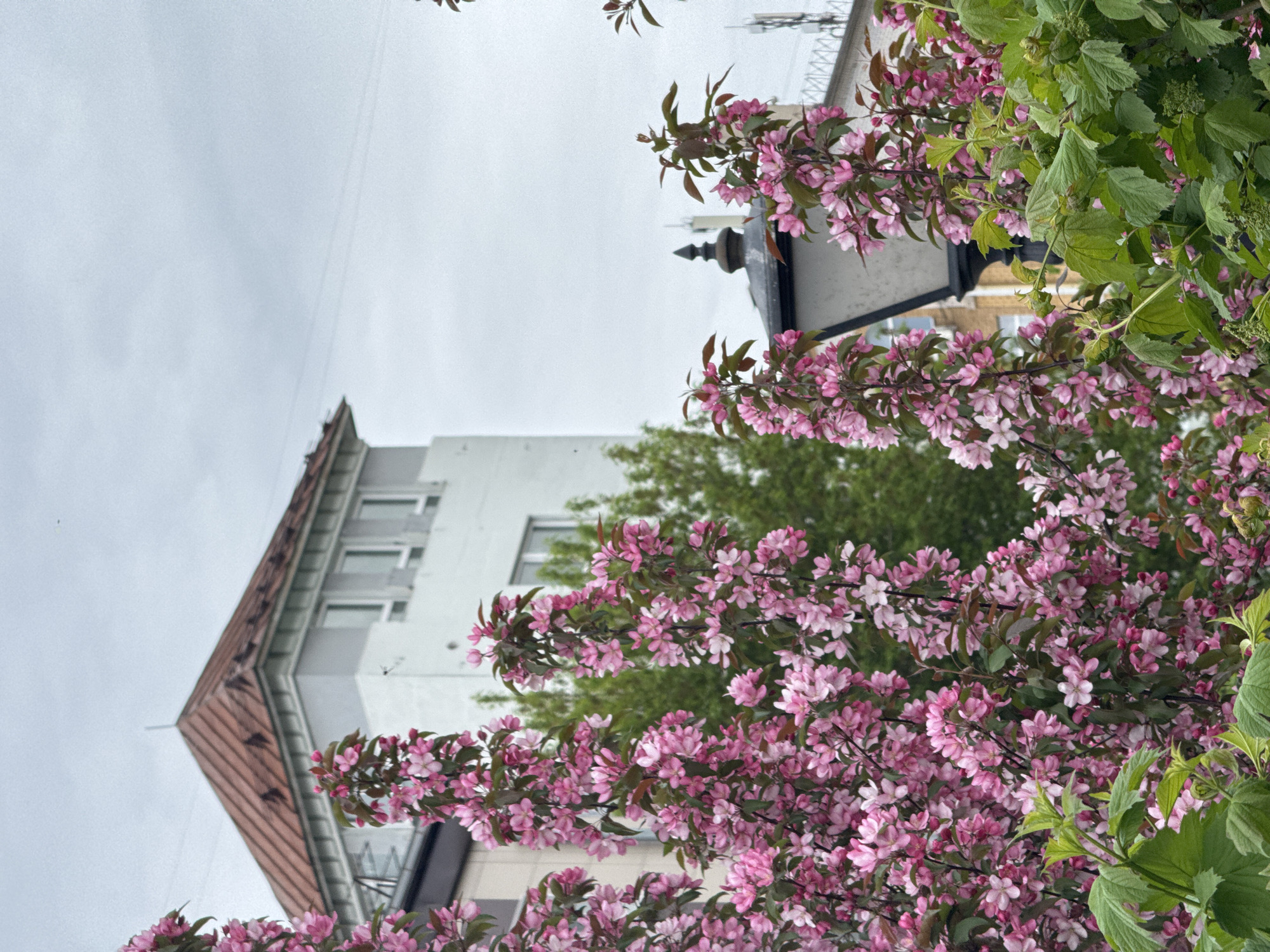 The image shows a building in Kazan, Russia, partially obscured by flowering branches of a tree with pink blossoms. The building is a white multi-story structure with a red roof. Green trees and a streetlight are visible in the background. The sky is overcast.