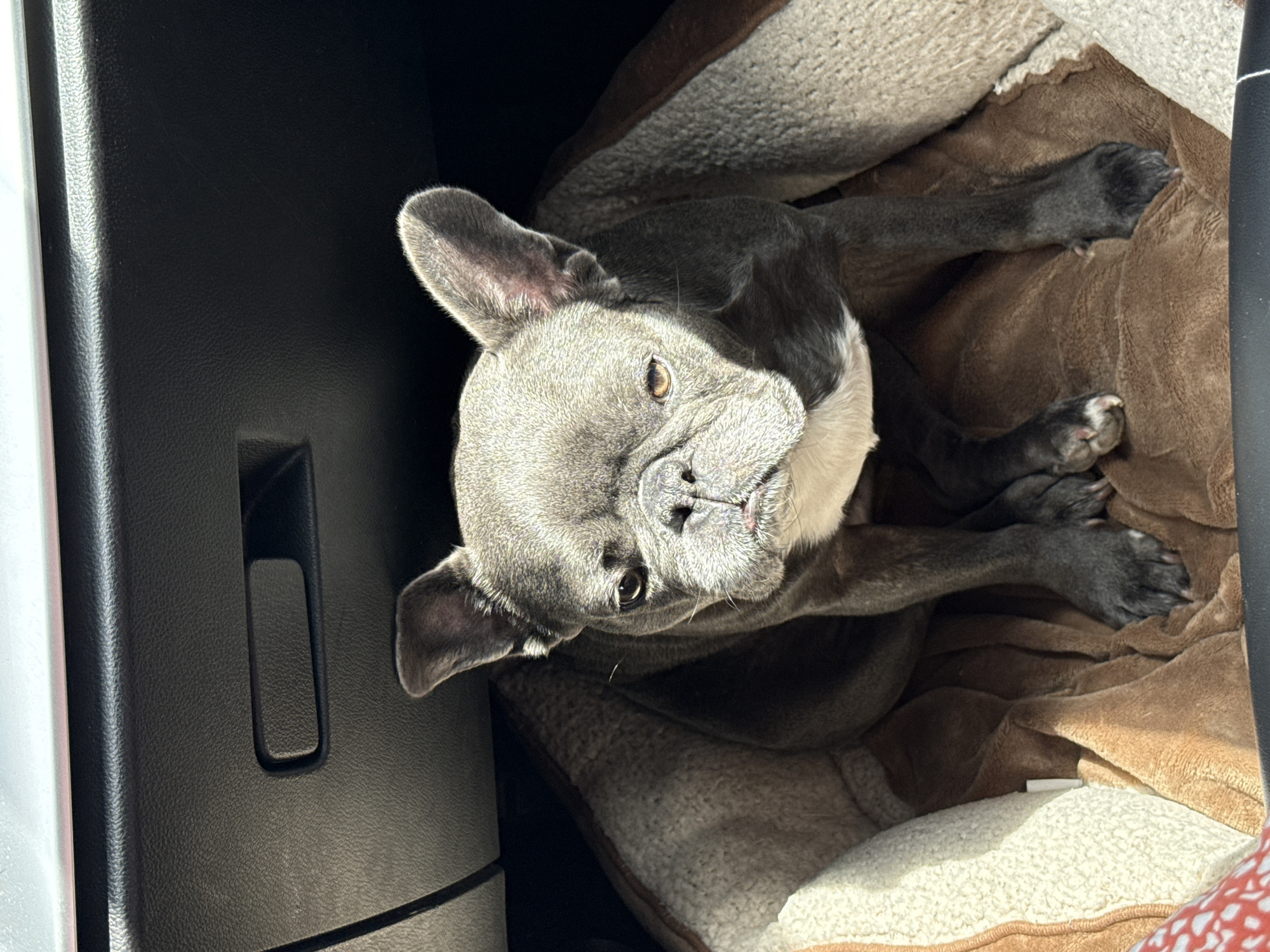 A grey French bulldog is sitting in a dog bed inside a car. The dog is facing forward and looking at the camera. The dog bed is brown and has a fleece lining. The car's interior is visible in the background, including the dashboard and a glove compartment. The image is taken during the daytime, and sunlight is shining on the dog. The location is Kubschütz - Kubšicy, Germany.