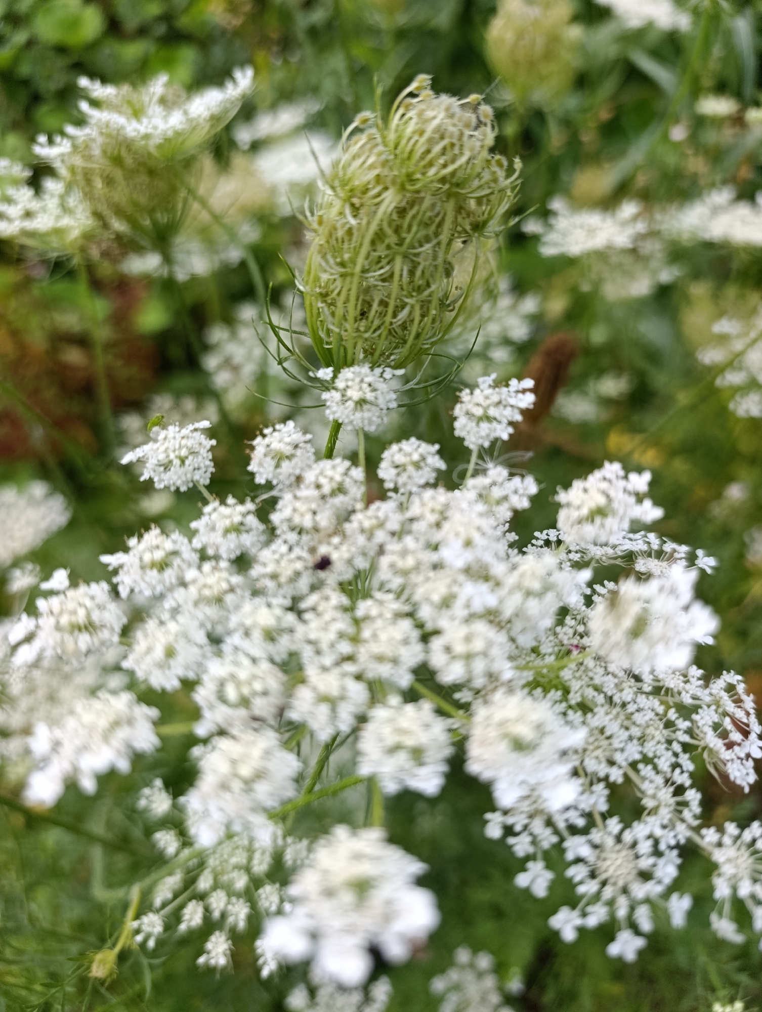 A close-up, slightly out-of-focus shot captures a cluster of Queen Anne's Lace flowers with a developing seed head. The foreground is dominated by the delicate white florets, forming intricate umbels. Some of the flowers appear to be in bloom, while others are transitioning into their seed-bearing stage. A small green insect is perched on one of the white flowers. The background is a blur of green foliage and hints of brown, suggesting a natural outdoor environment. The scene is devoid of any human presence or man-made structures.
