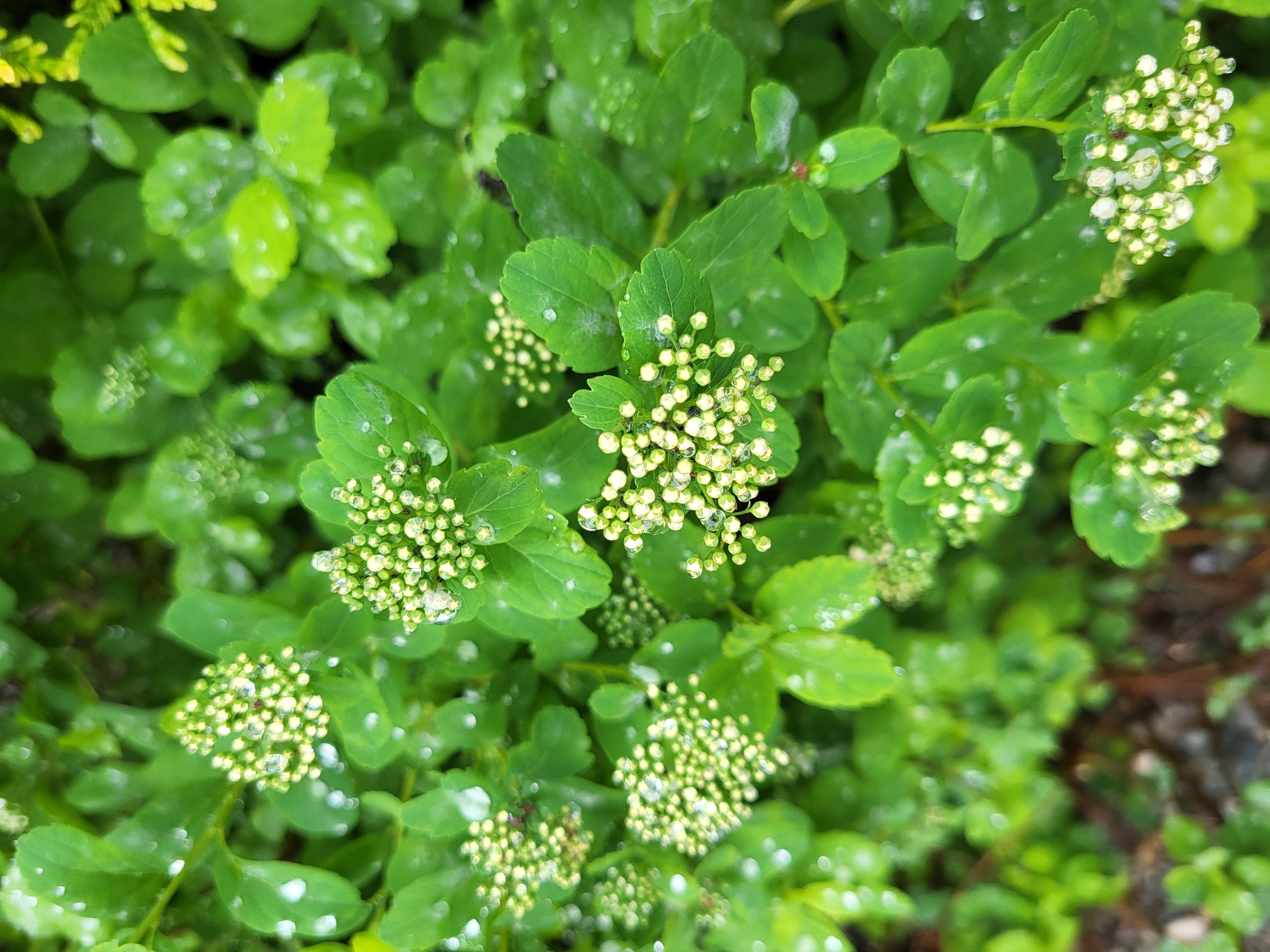The image shows a close-up view of a green plant with small, rounded leaves and clusters of tiny, white flower buds. Many of the leaves and buds are covered in water droplets. The location is not specified.