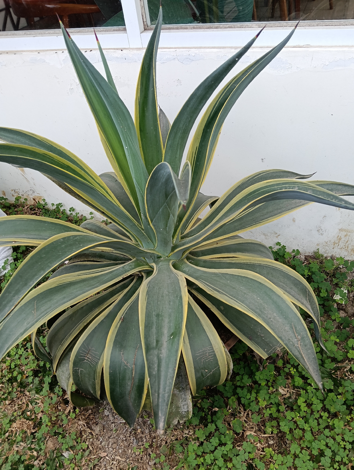 This is a medium shot, eye-level, outdoor photograph taken in Ngrajek, Indonesia. The central subject is a large agave plant with long, stiff, green leaves edged in yellow. The plant is positioned in front of a white, weathered wall. The lower portion of the wall shows signs of paint peeling and staining. To the left and right of the plant, and surrounding its base, is ground covered in small green clover-like plants, dry leaves, and soil. Above the plant, a white window frame and a portion of a wooden structure are visible. The lighting is natural and appears to be daylight. There are no people or animals present in the image.