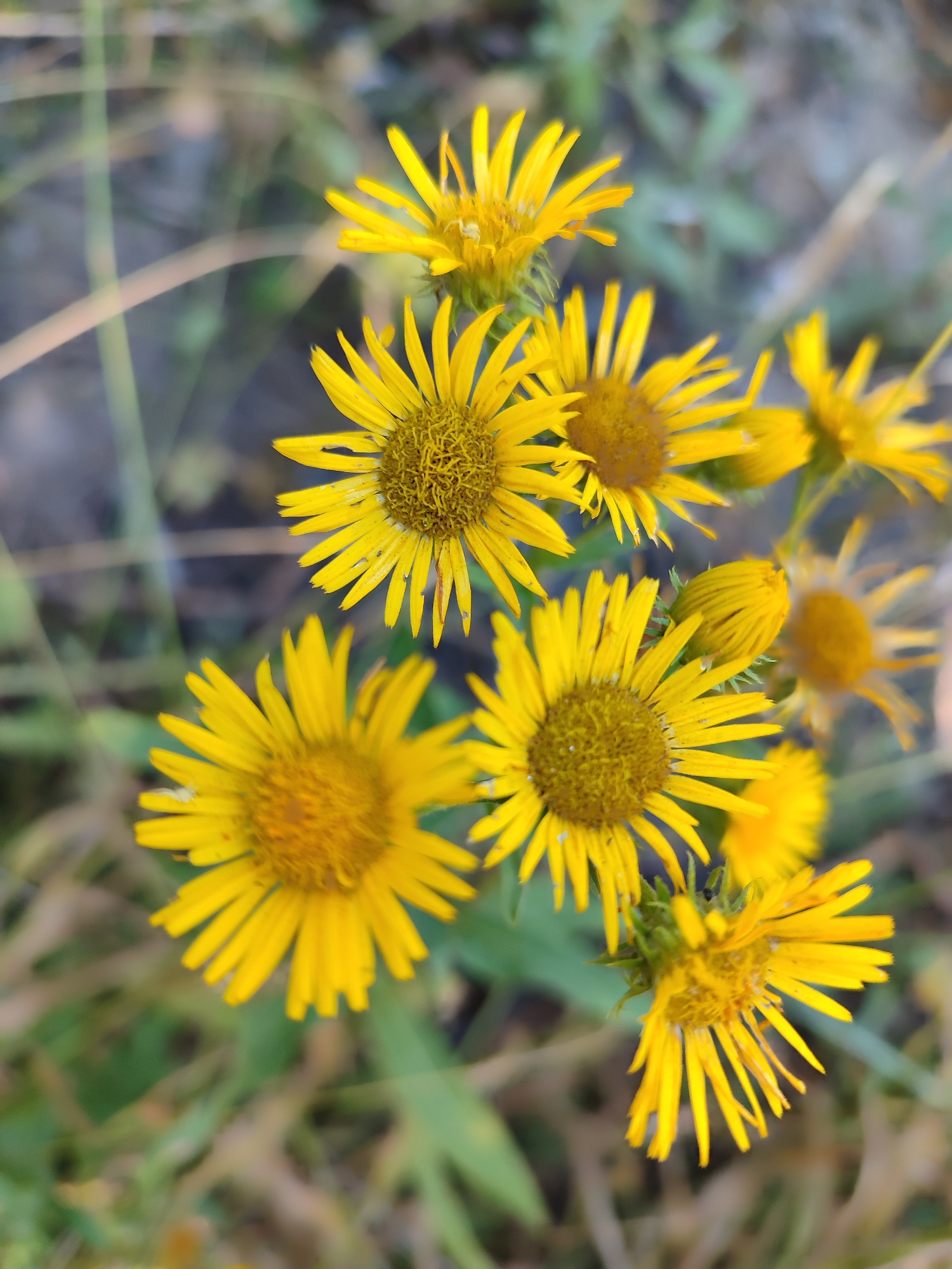 A high-angle medium shot captures a cluster of bright yellow flowers in a natural, outdoor setting, likely a field or garden. The flowers, with their ray florets and central disc florets, are in various stages of bloom, with some fully open and others appearing as buds. The background is softly blurred, creating a shallow depth of field that draws attention to the flowers. The colors are vibrant, with the yellow of the petals contrasting with the muted greens and grays of the surrounding foliage and soil. The lighting suggests it could be late afternoon or early morning, with a soft, diffused quality. There are no people or man-made structures visible, and the focus is entirely on the natural beauty of the flowers.