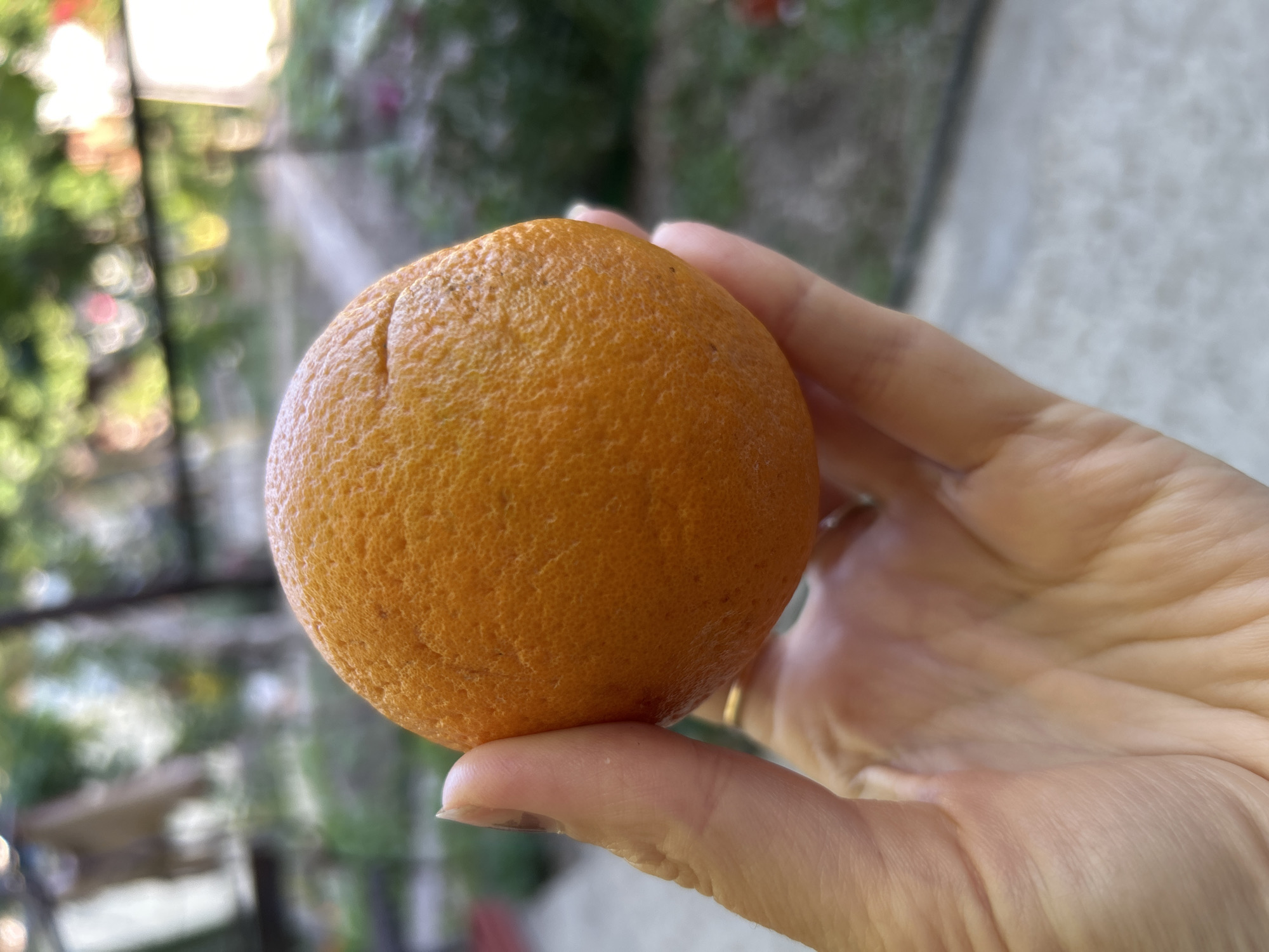 A close-up shot shows a person's hand holding an orange. The orange is round and vibrantly orange with a textured peel, a subtle indentation visible on its surface. The hand, with light-toned skin and manicured fingernails, cradles the fruit. A delicate gold ring adorns one finger, catching the light.
The background is softly blurred, suggesting an outdoor setting. Green foliage and hints of pink flowers are discernible, along with what appears to be a light-colored textured surface, possibly a wall or railing. The lighting indicates it is daytime, with natural light illuminating the scene. The overall impression is one of a simple, casual moment, possibly in a garden or on a balcony. No text is visible in the image. The location context provided is Gelendzhik, Russia.