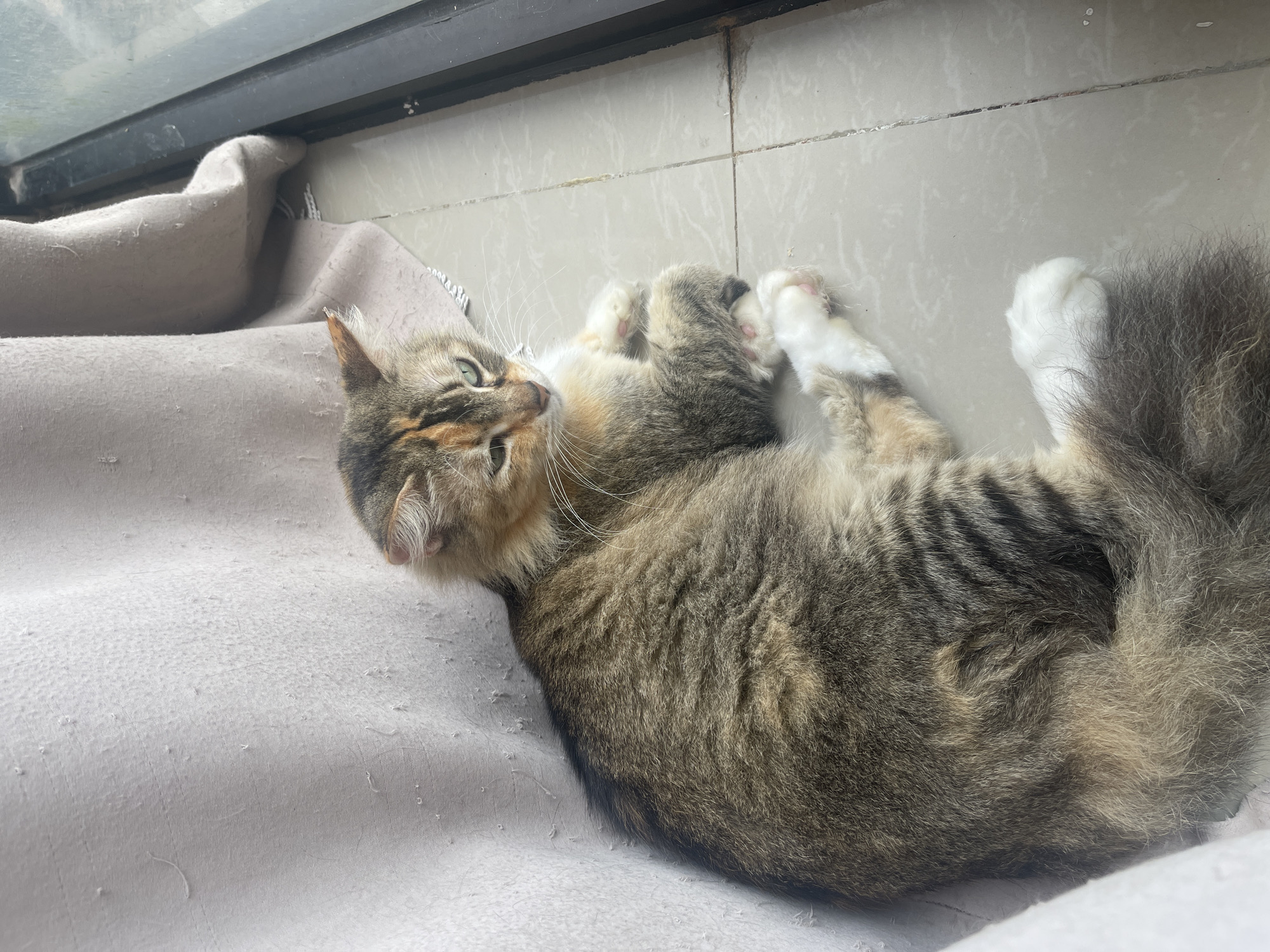 A tortoiseshell and tabby cat with green eyes is lying on a tiled floor next to a light-colored curtain. The cat is curled up, with its paws tucked underneath its body. The cat's fur is a mix of brown, black, and orange, with white paws. The curtain is draped behind the cat, and appears to be made of a textured fabric. The floor tiles are a light gray color and appear to be slightly dirty. The scene is illuminated by natural light coming from a window or opening to the right of the frame.