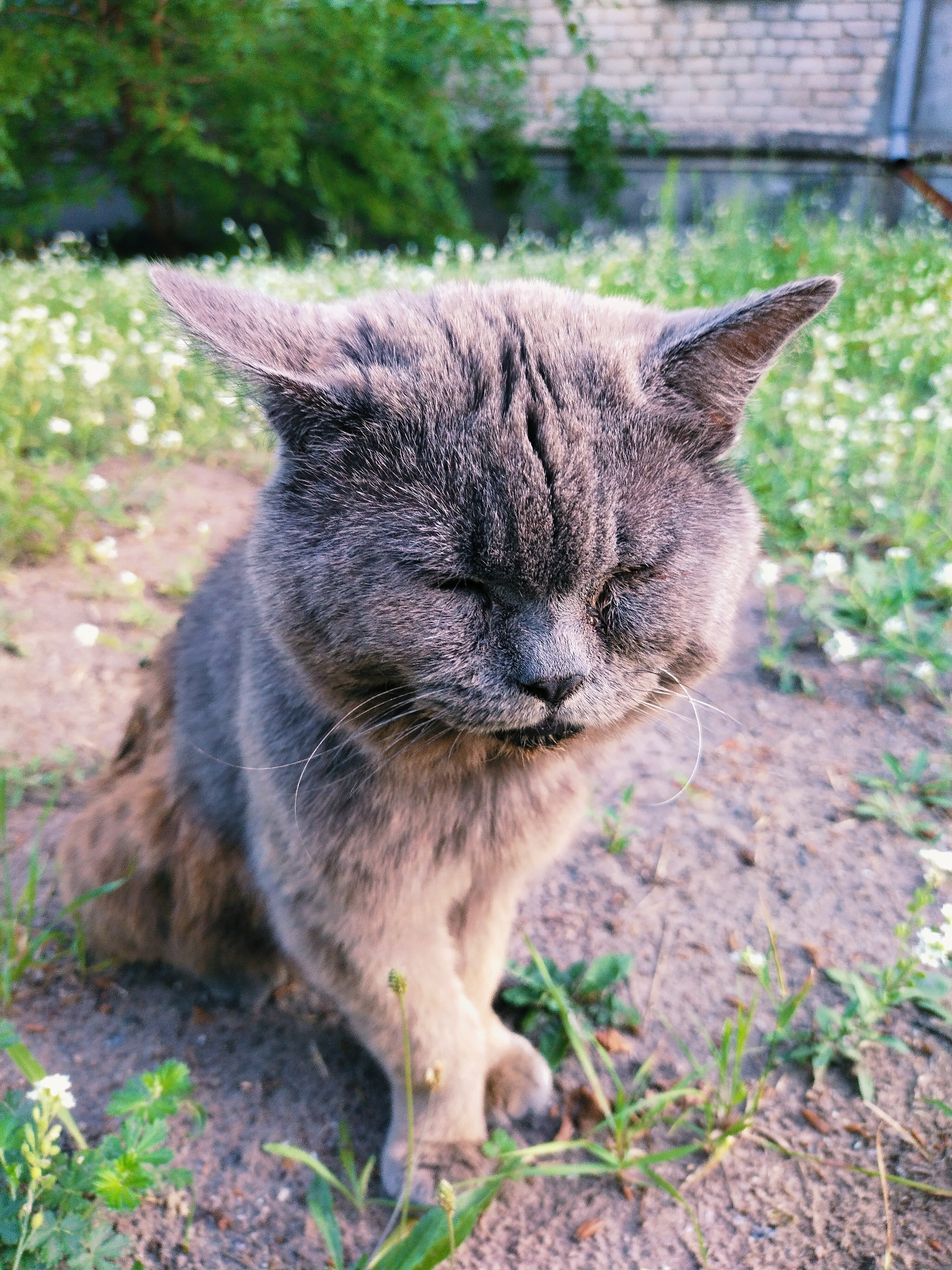 A medium shot shows a gray cat with its eyes closed, sitting on the ground outdoors. The cat is facing the camera and is partially illuminated by sunlight. Its fur is short and dense, and its ears are perked up. The ground is covered in dirt and small white flowers. In the background, there is a blurry green bush and a brick wall. A downspout is visible on the right side of the wall. The image appears to have been taken in a residential area, possibly a backyard or a garden, in the city of Horishni Plavni, Ukraine.