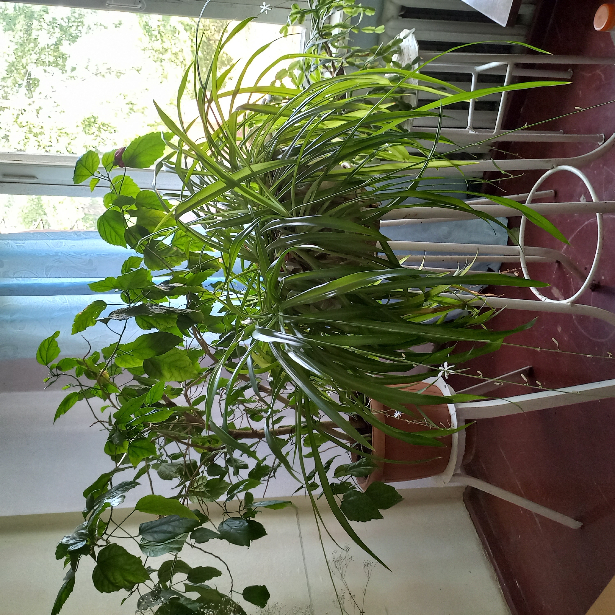 A spider plant with long, arching, variegated green leaves is the focal point of this indoor scene. It is potted in a brown, circular pot and sits on a white, three-legged plant stand. To the left of the spider plant is a larger, bushy plant with broad, dark green leaves, also in a brown pot and on a similar white plant stand. Both plants are positioned in front of a window covered by a blue curtain. Sunlight streams through the window, illuminating the leaves of the plants and casting shadows on the reddish-brown floor. The room appears to be a domestic setting, possibly a living room or a sunroom, given the presence of houseplants and the window. The overall impression is one of a well-lit, plant-filled interior space. The location is unknown, Ukraine.