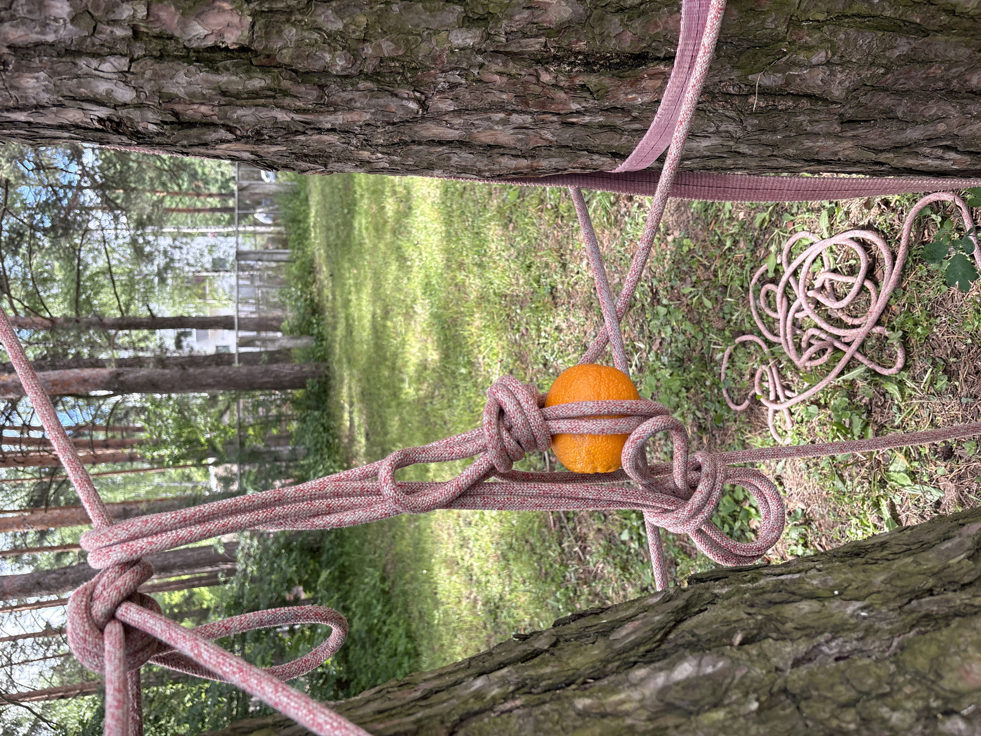 In a park in Chaikovsky, Russia, a close-up shot captures two pine trees with ropes and an orange. The ropes, predominantly pink and white, are tied in intricate knots around the trees, creating a complex rigging system. One rope is wrapped around the base of the tree on the right, secured by a pink webbing strap. An orange is suspended from a knot on a rope hanging between the two trees, positioned slightly off-center. The ground beneath is covered in green grass and fallen pine needles. In the background, more pine trees are visible, along with a glimpse of a building and a fence, suggesting an urban park setting. The lighting indicates it is daytime.