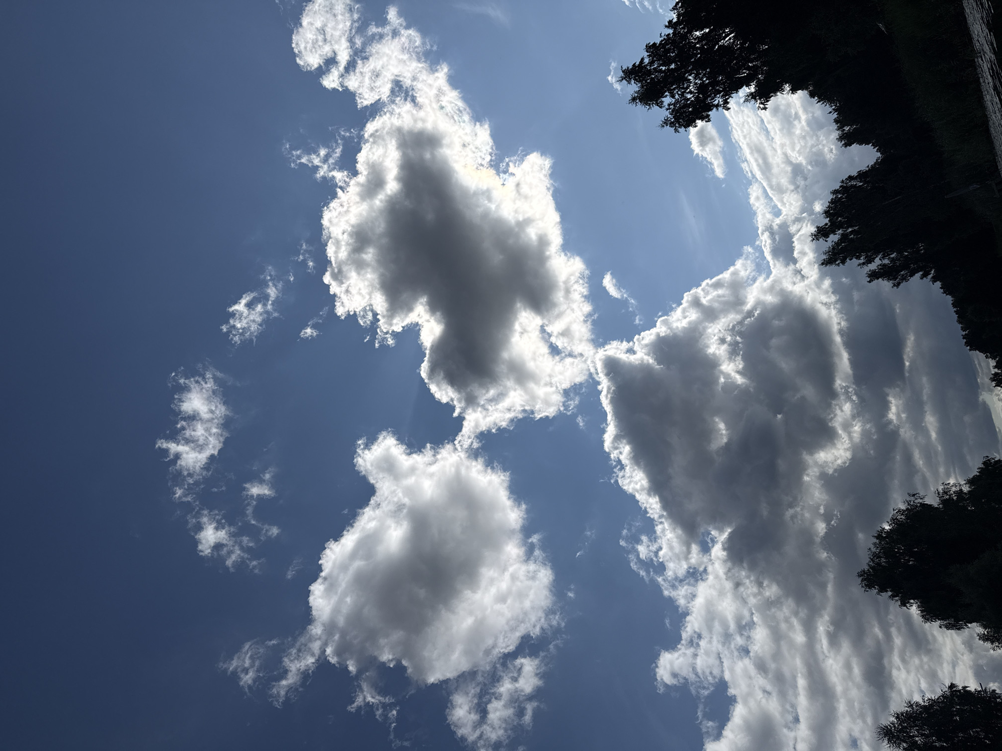 The image captures a dramatic sky over a natural landscape, likely in Carnikava, Latvia, given the context. The foreground is dominated by a dense silhouetted tree line along the bottom edge, with some of the trees appearing tall and slender, characteristic of birch or similar species common in the region. The dark foliage sharply contrasts with the bright sky.

The sky itself is a vibrant blue, filled with dynamic clouds. Large, puffy cumulus clouds are prominent, some appearing bright white and illuminated by sunlight, while others are darker and more shadowed, suggesting varying thicknesses and depths. wispy cirrus clouds are scattered across the upper portions of the sky. The sunlight is strong, creating highlights and casting shadows on the clouds, giving the sky a textured and energetic feel. The overall impression is of a bright, possibly windy day with a mix of clear sky and developing cloud formations. The lower right portion of the image hints at a body of water, possibly the Gauja River or a coastal area, with subtle ripples visible on the surface. No people or specific man-made structures are identifiable in the scene.