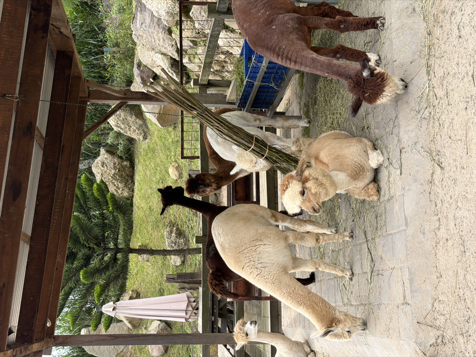 A group of alpacas occupies a partially paved area beside a wooden structure. One alpaca is lying down, while others are standing, and a few are reaching to eat from a bundle of sticks. A mix of light and dark colored alpacas are present. A blue bin sits behind some alpacas, potentially containing food. The area opens to a grassy area with rocks, plants, and trees.
