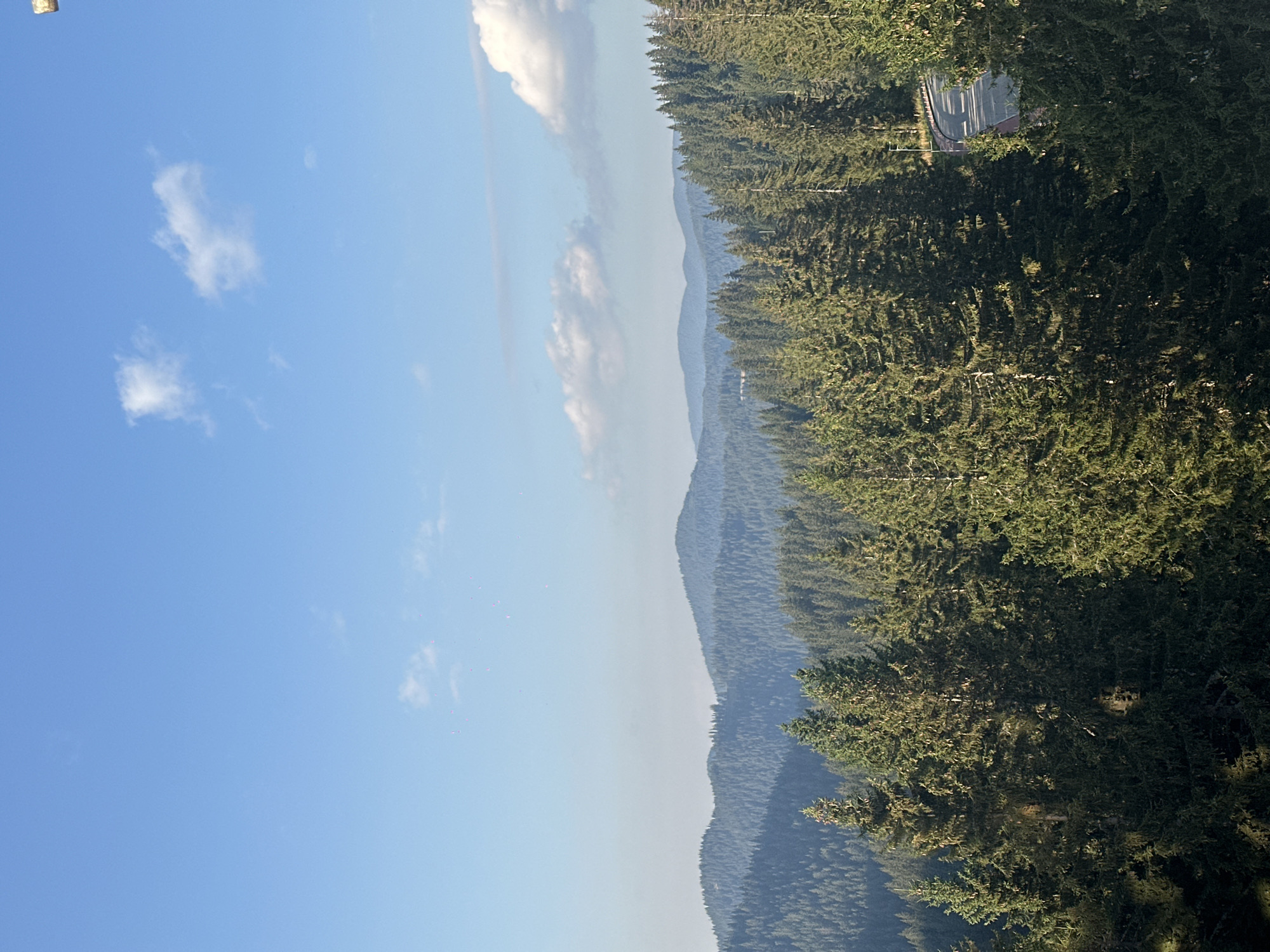 A panoramic view captures the lush, green forests of Pamporovo, Bulgaria, under a bright blue sky dotted with fluffy white clouds. The dense coniferous trees stretch across rolling hills, their dark green needles contrasting with the lighter shades of distant mountain ranges. A winding asphalt road, bordered by a red guardrail, snakes through the trees on the right side of the image, illuminated by the sunlight. The scene is serene and natural, with no people or animals visible.