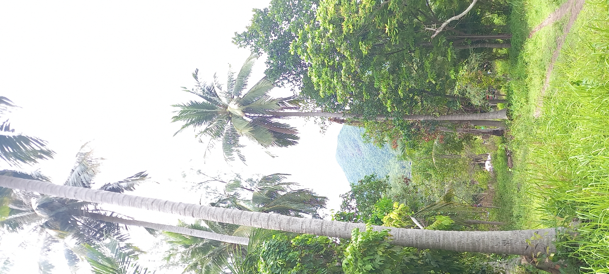 The image shows a tropical scene, likely in Baan Chaloklum, Thailand, due to the presence of coconut palms and lush vegetation. Several tall coconut trees with gray trunks stretch across the foreground. In the background, a densely forested area and a mountain can be seen. A narrow path runs along the right side of the image, bordered by tall green grass. The sky is bright and largely featureless, suggesting it is daytime. The overall impression is of a rural or semi-rural environment, with a focus on the natural landscape.