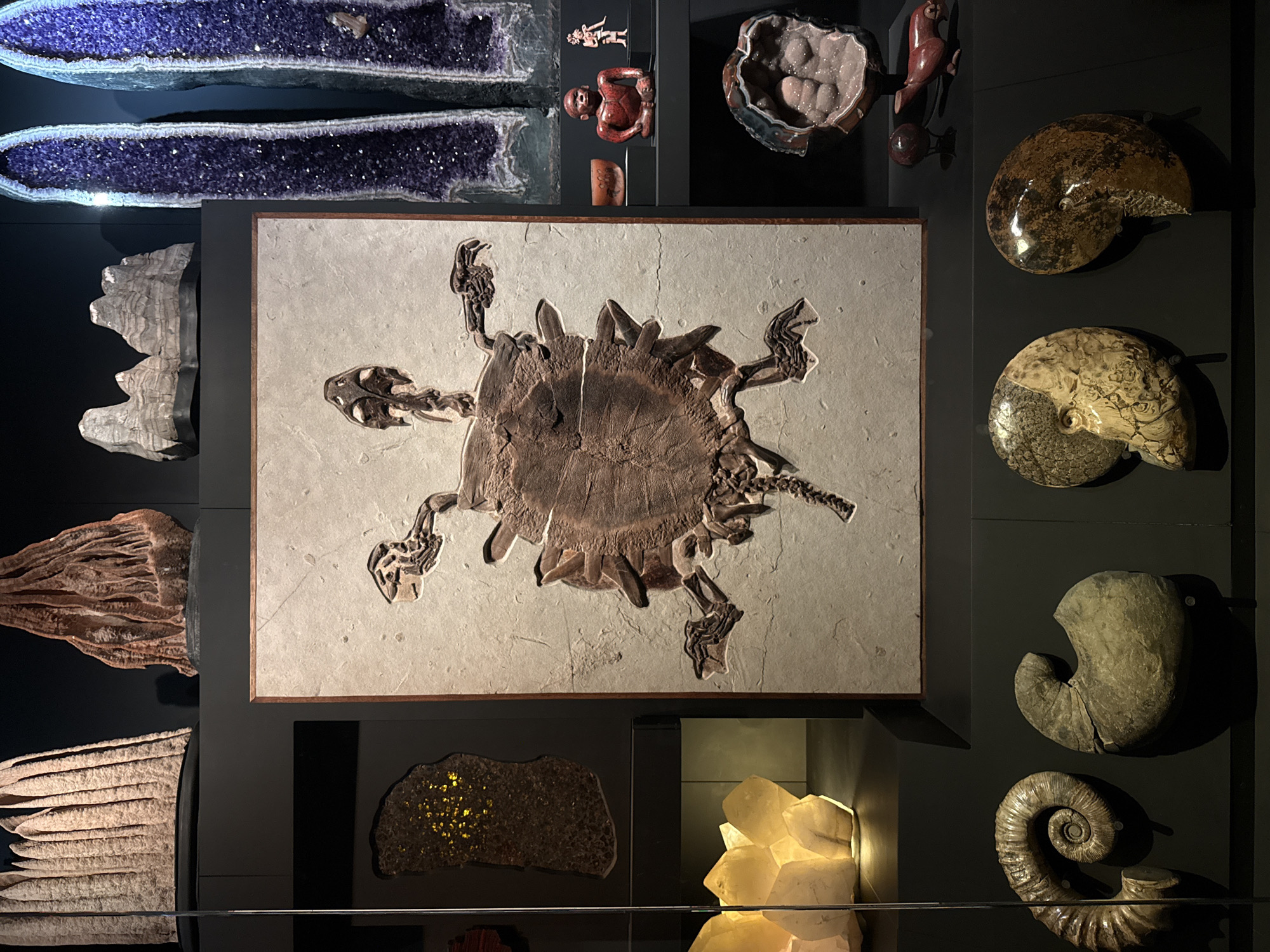The image depicts a display of geological and paleontological specimens, likely within a museum or educational exhibit in San Pedro Garza García, Mexico. Centered is a large fossil turtle skeleton embedded in a rectangular matrix. Flanking the central display are various items, including geodes with amethyst crystals, carved figures, and diverse fossils of ammonites and other invertebrates. One display case has an unidentified yellowish rock formation. The objects are mounted on a dark, multi-paneled wall, possibly with integrated lighting. A horizontal clear bar is visible at the lower edge of the frame.