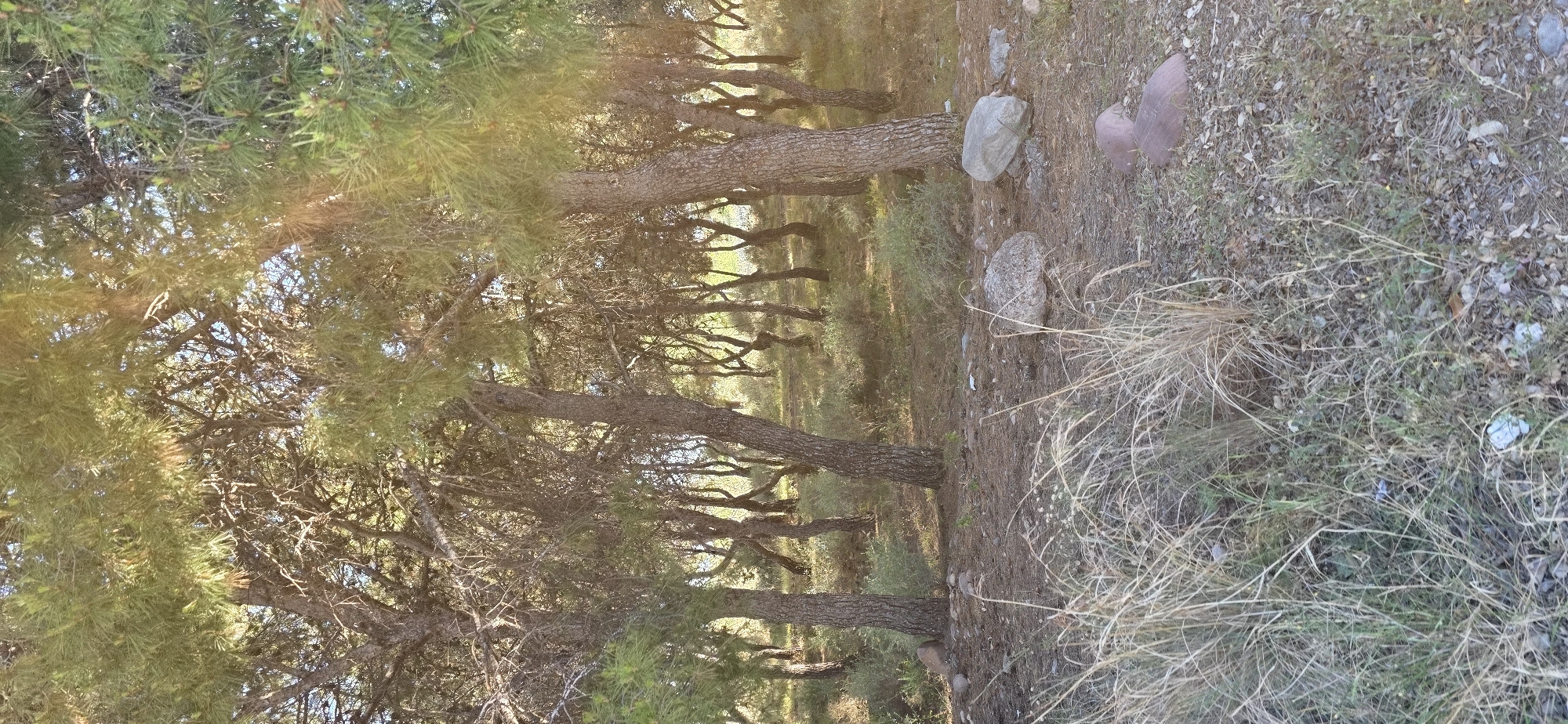 The image depicts a pine forest in Canet d'en Berenguer, Spain. The scene is composed of rows of mature pine trees, their trunks aligned and receding into the background. The ground is covered with dry vegetation, fallen pine needles, and small rocks. Two larger stones are visible near a tree. Sunlight filters through the tree canopy, creating dappled light and shadow effects on the forest floor. There are no people or animals visible in the image.