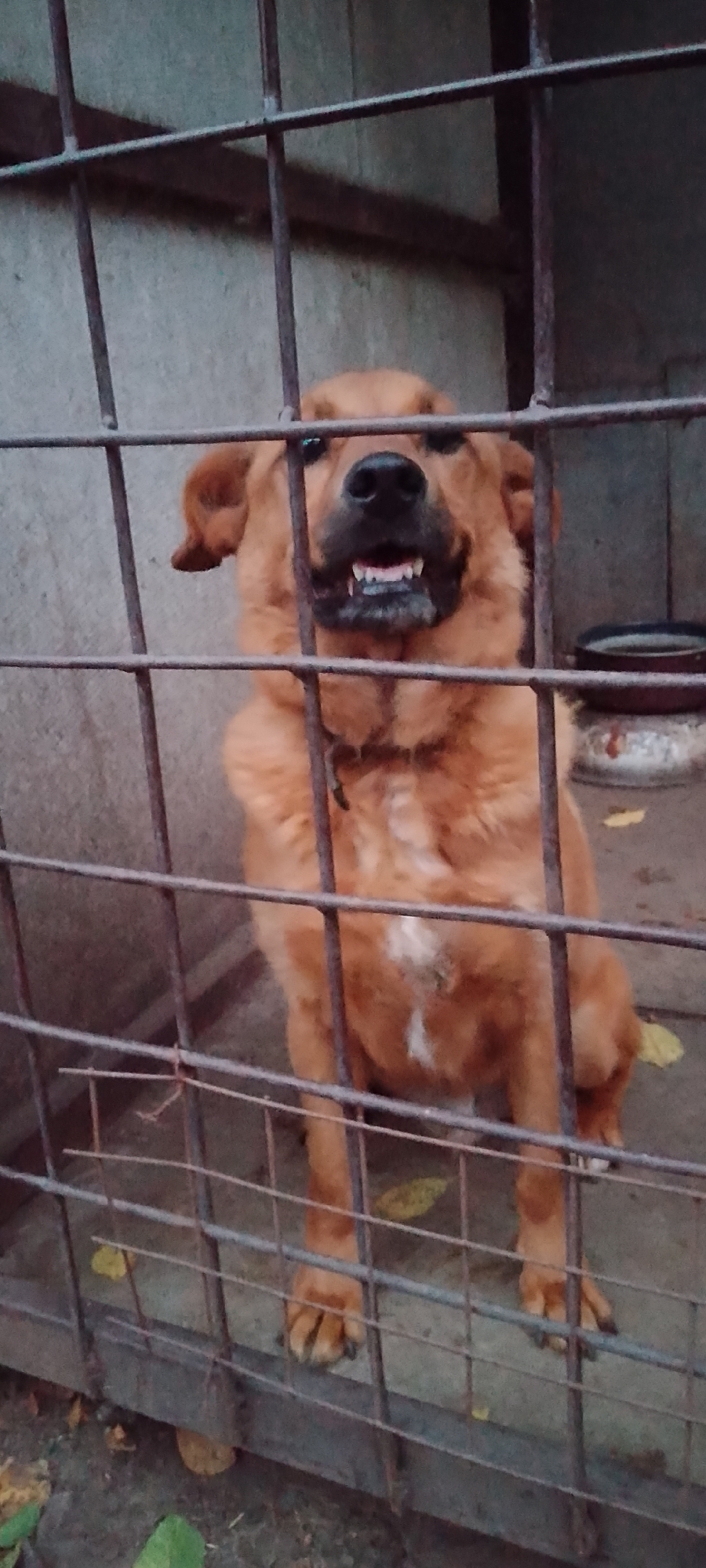 A medium-sized, reddish-brown dog with a white patch on its chest is sitting in an outdoor enclosure, possibly a kennel, in Belgorod, Russia. The enclosure has a concrete floor and walls, and is surrounded by metal bars. The dog is looking at the camera with its mouth open, revealing its teeth. The scene appears to be outdoors, with some leaves on the ground. The lighting suggests it might be daytime, but the sky is overcast, giving the image a muted tone. The dog's posture and facial expression suggest it might be curious or on alert.