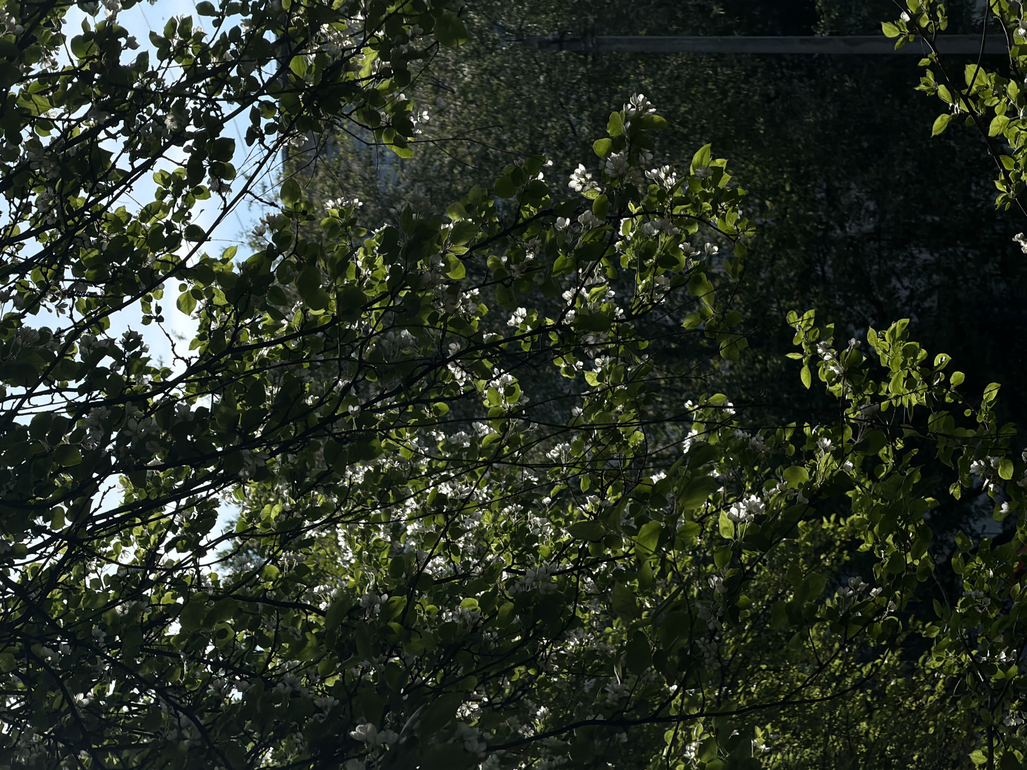The image shows a view looking up through tree branches with white flowers and green leaves. Sunlight filters through the branches, creating contrasting light and shadow. A glimpse of blue sky is visible through the foliage. In the background, blurred shapes suggest other trees, a building, and potentially some form of infrastructure like a lamp post or power line. The photograph provides a fragmented view of an outdoor setting, typical of a park or urban green space. I cannot confirm the location in Chaikovsky, Russia, without further evidence or data.