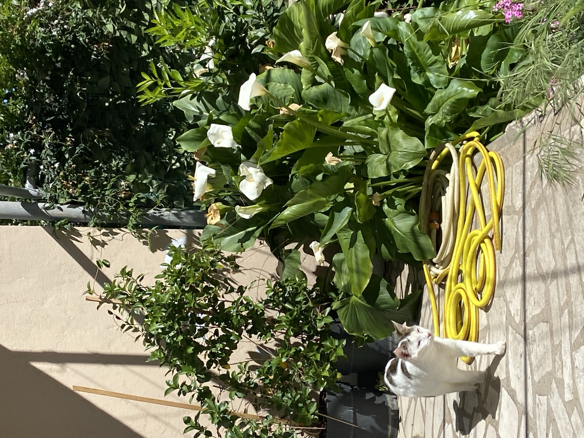 The image shows a sunny outdoor scene in what appears to be a garden or courtyard. A patch of lush greenery, dominated by calla lilies with white blooms, is prominently featured. A coiled yellow garden hose rests against a wall or paved surface next to the lilies. A white and grey cat lies on the ground.
Based on visual assessment, this scene is likely located in Budva, Montenegro, considering the types of vegetation commonly found in the region and the architectural style potentially visible in the image.