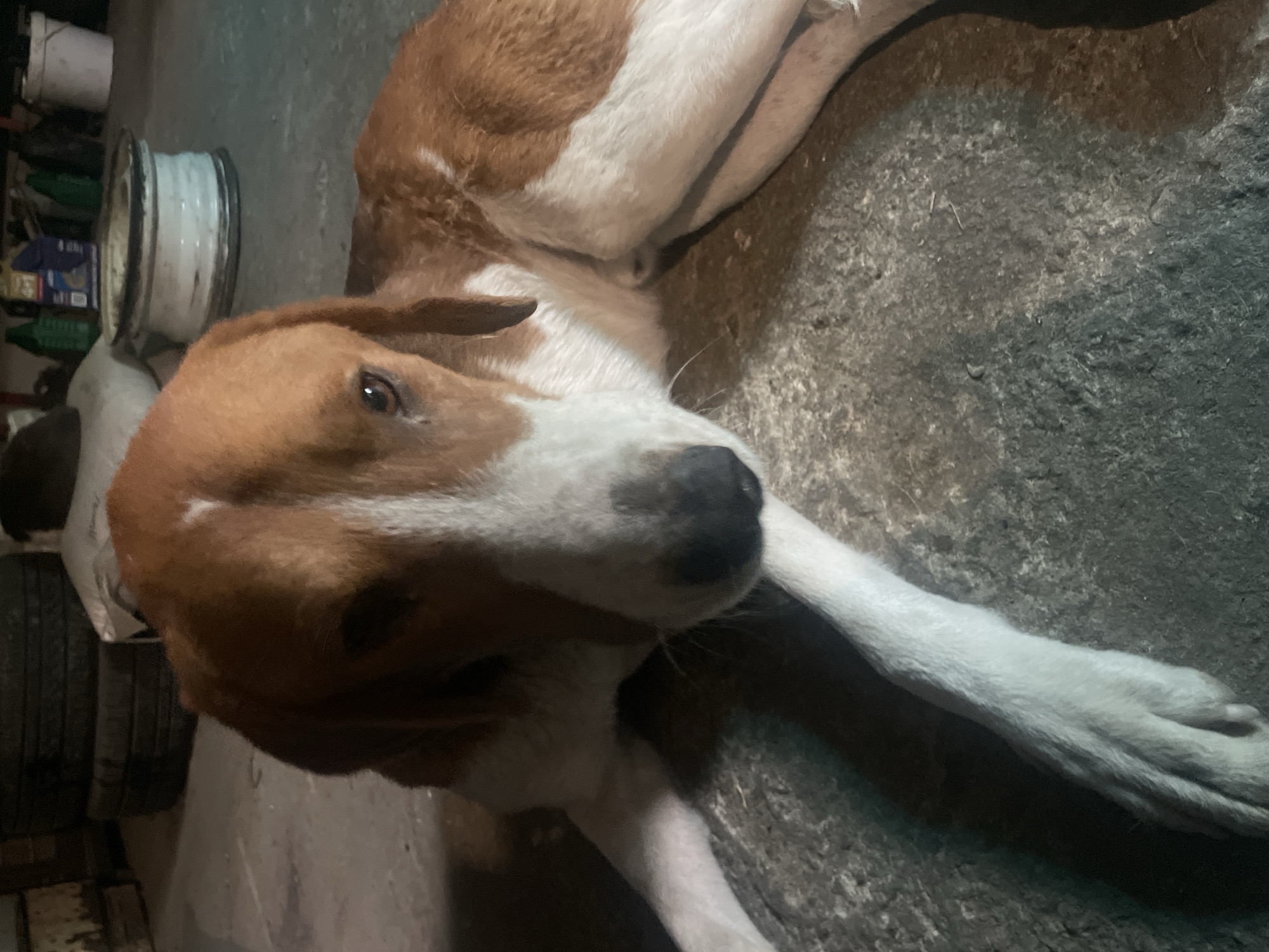 A dog with white and brown fur is lying on a gray concrete surface. The dog has a white muzzle and chest, and brown patches on its head and back. It is indoors, next to a shelf with objects on it. The location is Olginka, Russia.