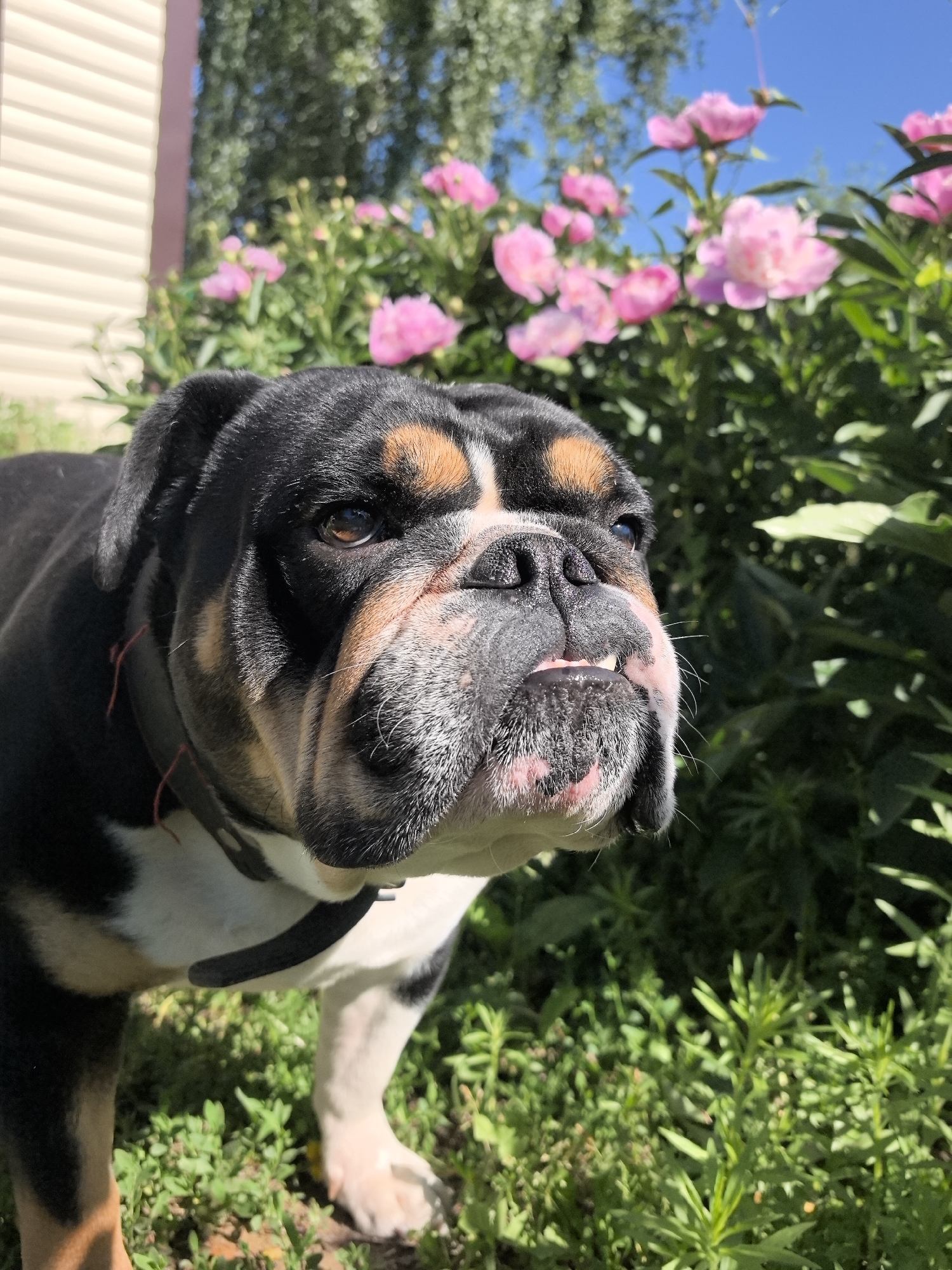 In Noviy, Russia, a tri-color English Bulldog stands in a garden with pink peonies in bloom. The dog, with black, white, and tan markings, has its mouth slightly open, revealing its teeth and tongue. A portion of a light-colored, horizontally sided building is visible on the left side of the frame. The background consists of lush green foliage and a clear blue sky.