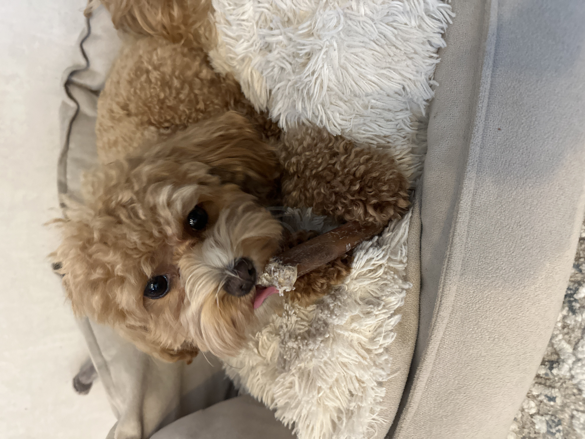 A light brown, fluffy dog is lying on a beige dog bed, chewing on a light brown bone. The dog's tongue is visible as it chews. The dog bed has a fluffy white cushion on top of it. The background is a light-colored wall.
