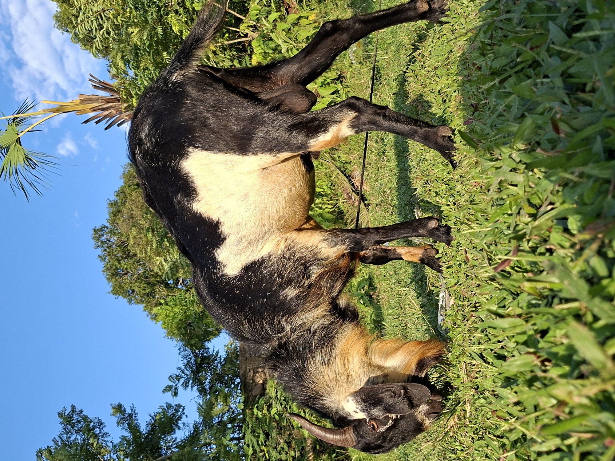 A mature, horned goat is eating grass in Lhokseumawe, Indonesia. The goat has a black head and legs, a tan midsection with black and white patches, and a black tail. It stands in green grass. The sky is blue and visible through the trees.