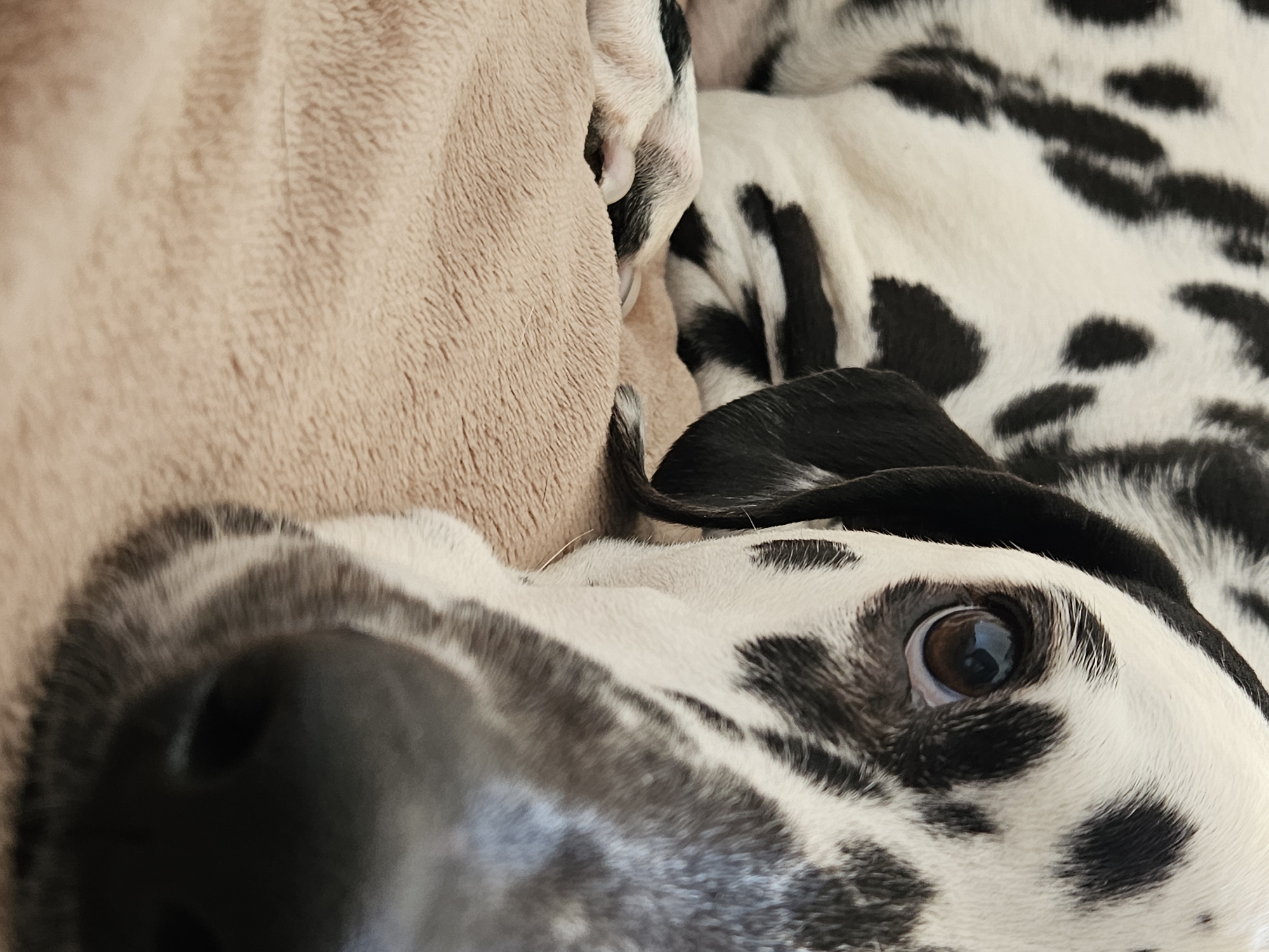 A close-up vertical image depicts a Dalmatian dog lying on a light brown, textured blanket. The dog's white fur with prominent irregular black spots covers the visible portions of its body. The left side of the dog's head is visible, with one brown eye appearing observant, reflecting a light source. A black ear is partially visible, folded downwards on the left side of its head. The dog's black nose and nostrils are present in the lower right foreground, out of sharp focus due to proximity to the camera. Portions of the dog's front legs/paws are visible on the blanket in the mid-left, also appearing spotted. The overall scene suggests a calm, indoor setting. The specific location within the city of Chaikovsky, Russia, cannot be determined from the visual information provided.