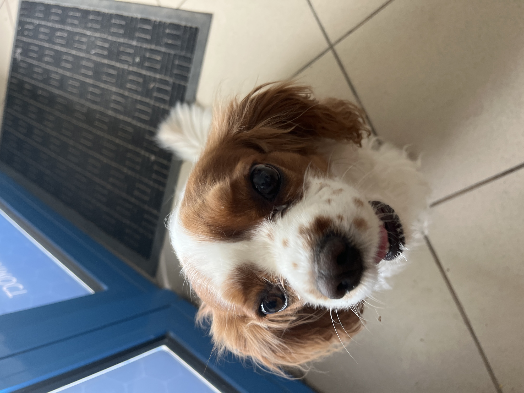 The image captures an overhead, close-up perspective of a Cavalier King Charles Spaniel dog, featuring a distinct brown and white coat, looking directly up at the camera. The dog has large, dark, round eyes, and its mouth is slightly ajar, revealing a hint of its pink tongue, conveying an impression of happiness or eagerness. Its floppy brown ears frame its face, while white fur extends across its forehead and muzzle, dotted with brown patches.
The dog is situated indoors on a light-colored, possibly beige or off-white, tiled floor with visible grout lines. In the upper left background, a rectangular black doormat with a textured, repeating horizontal and vertical pattern is partially visible. To the lower left, a segment of a blue structure, possibly a door frame, display unit, or piece of furniture, can be seen. Faint white text reading "DOMOCH" is discernable on this blue surface. The lighting suggests an interior setting, likely during daylight hours. No other subjects are present. The scene is located in Ivailo, Bulgaria.