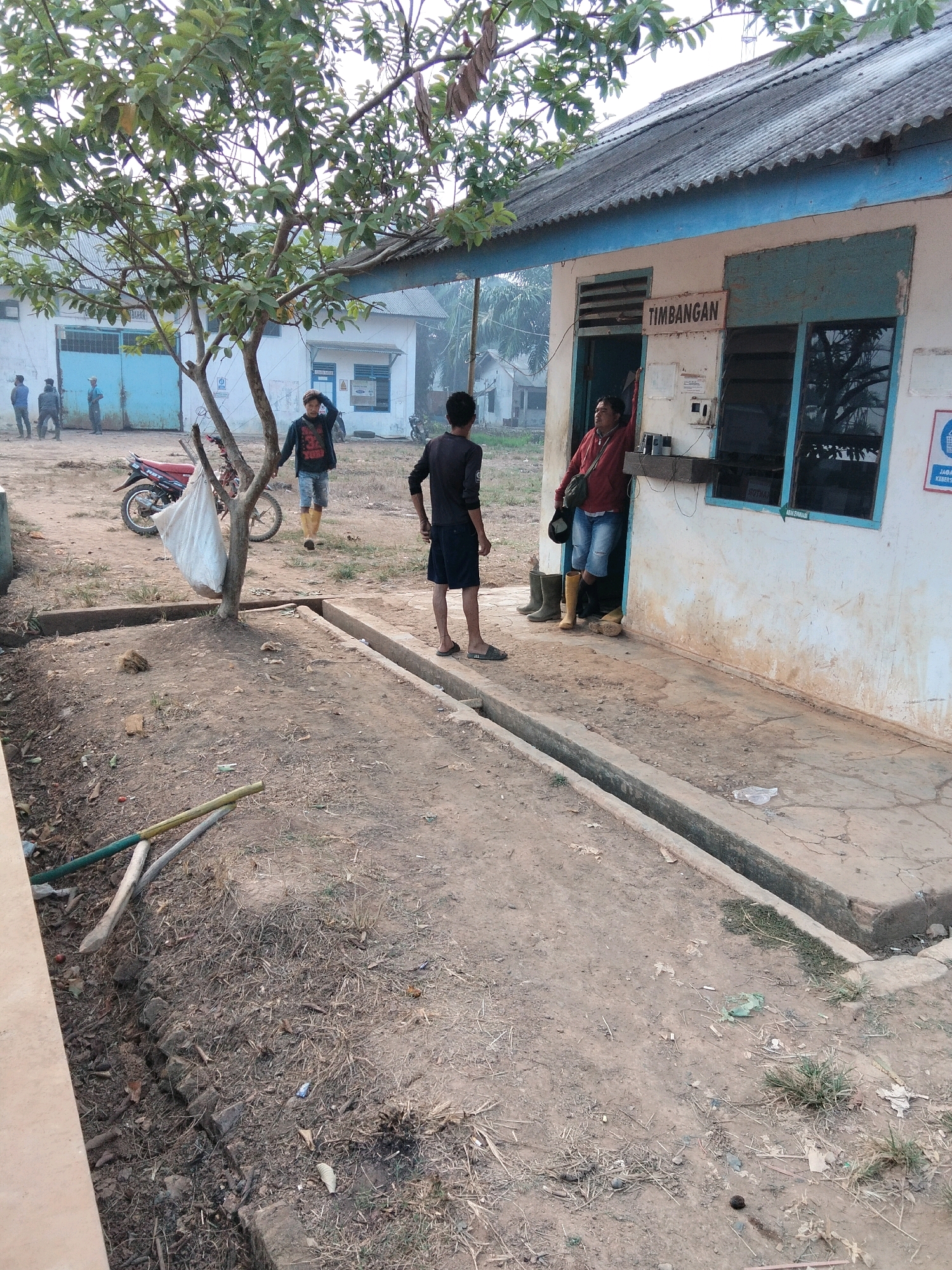 The image depicts an outdoor scene at a facility, likely in Teluk Tenggirik, Indonesia, characterized by a simple, somewhat weathered building with a corrugated metal roof and light-colored walls, accented with blue trim. A sign above the doorway reads "TIMBANGAN," indicating a weighing station. Two individuals are visible near the building's entrance: one person, wearing a red jacket and blue shorts, leans against the doorway, while another, in a dark long-sleeved shirt and dark shorts, stands outside. To the left of the building, a young tree with abundant green foliage stands in a dirt courtyard. Behind the tree, a red motorcycle is parked. Several other individuals are present in the background, further back and less distinct, near other structures that appear to be part of the facility. The ground is predominantly dirt and gravel, with some evidence of vegetation and debris, including a drainage ditch running along the foreground. Tools, such as a shovel and a rake, are propped up near the ditch. The overall atmosphere suggests a functional, working environment, possibly related to agriculture or industrial activity.