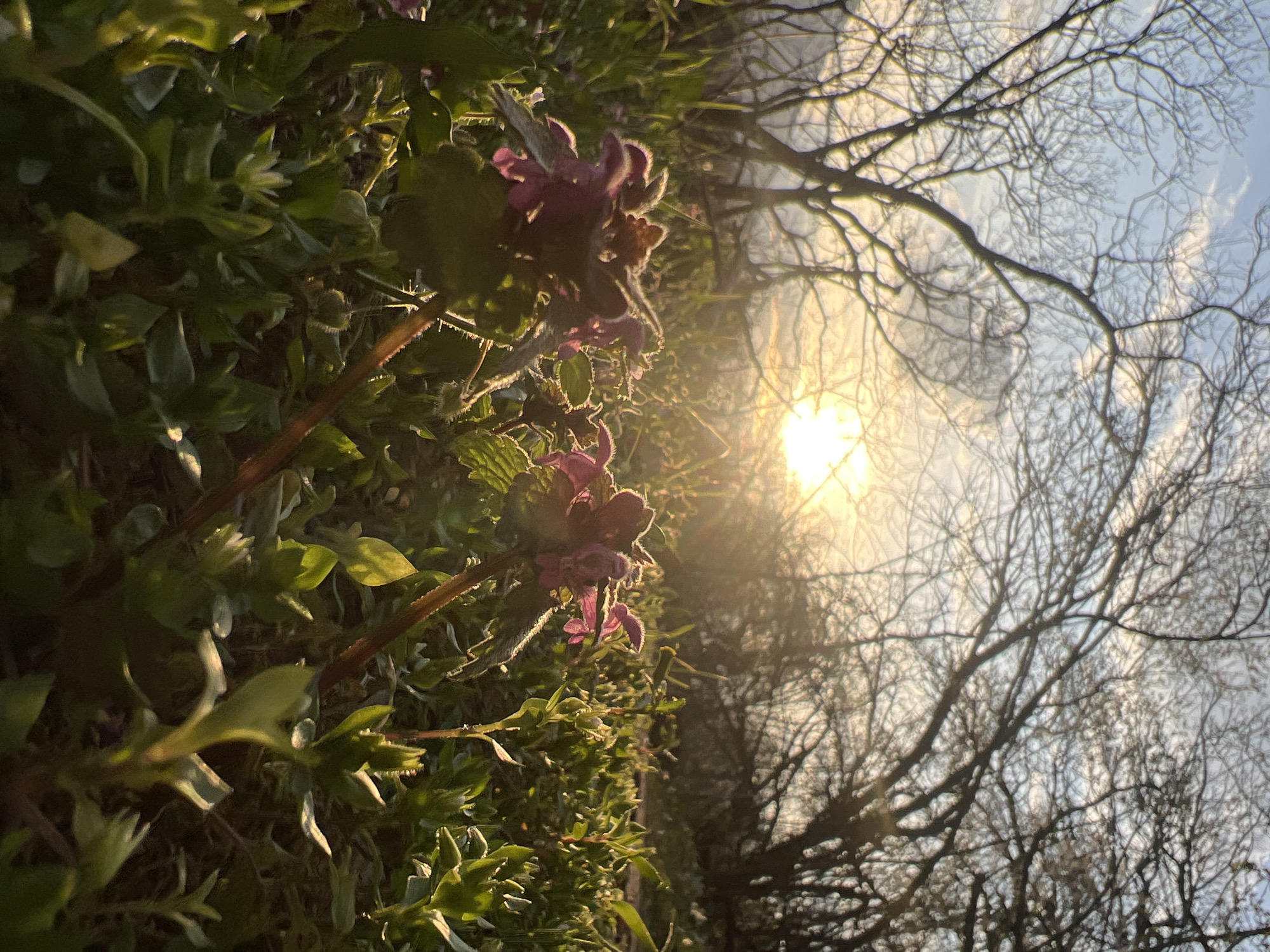An outdoor natural scene is depicted within a green space in Sofia, Bulgaria, illuminated by a low-angle sun. The foreground features several clusters of purple-flowered plants, consistent with Lamium purpureum (red dead-nettle), exhibiting hairy stems and leaves, surrounded by various green ground cover vegetation. These plants are rendered in sharp focus. The middle ground consists of densely packed green foliage, appearing less distinct. The background is composed of numerous deciduous trees and shrubs with bare, silhouetted branches. A bright, circular sun is visible towards the upper-center-right, emitting a strong glare and bathing the scene in warm, golden light, indicative of either sunrise or sunset. Patches of light blue sky with subtle cloud formations are visible through the tree canopy. No individuals, animals, or man-made structures are present.